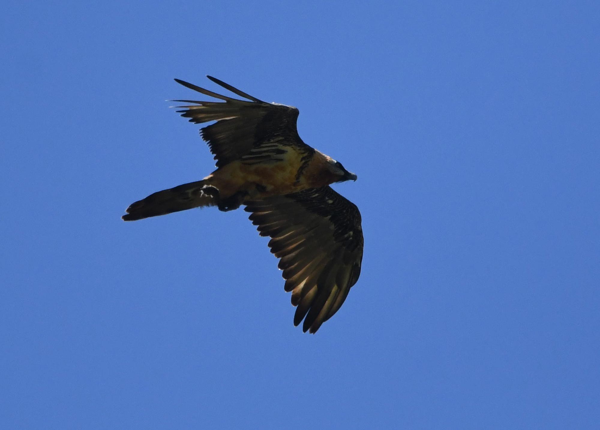 DSC_5796.jpg