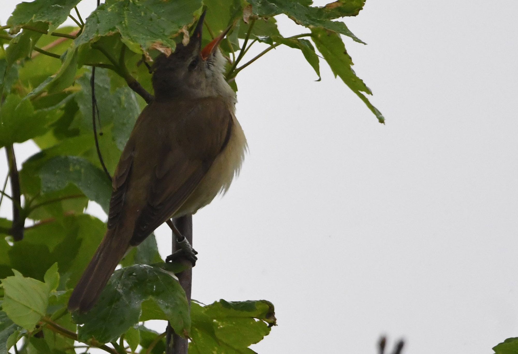 DSC_1571.jpg