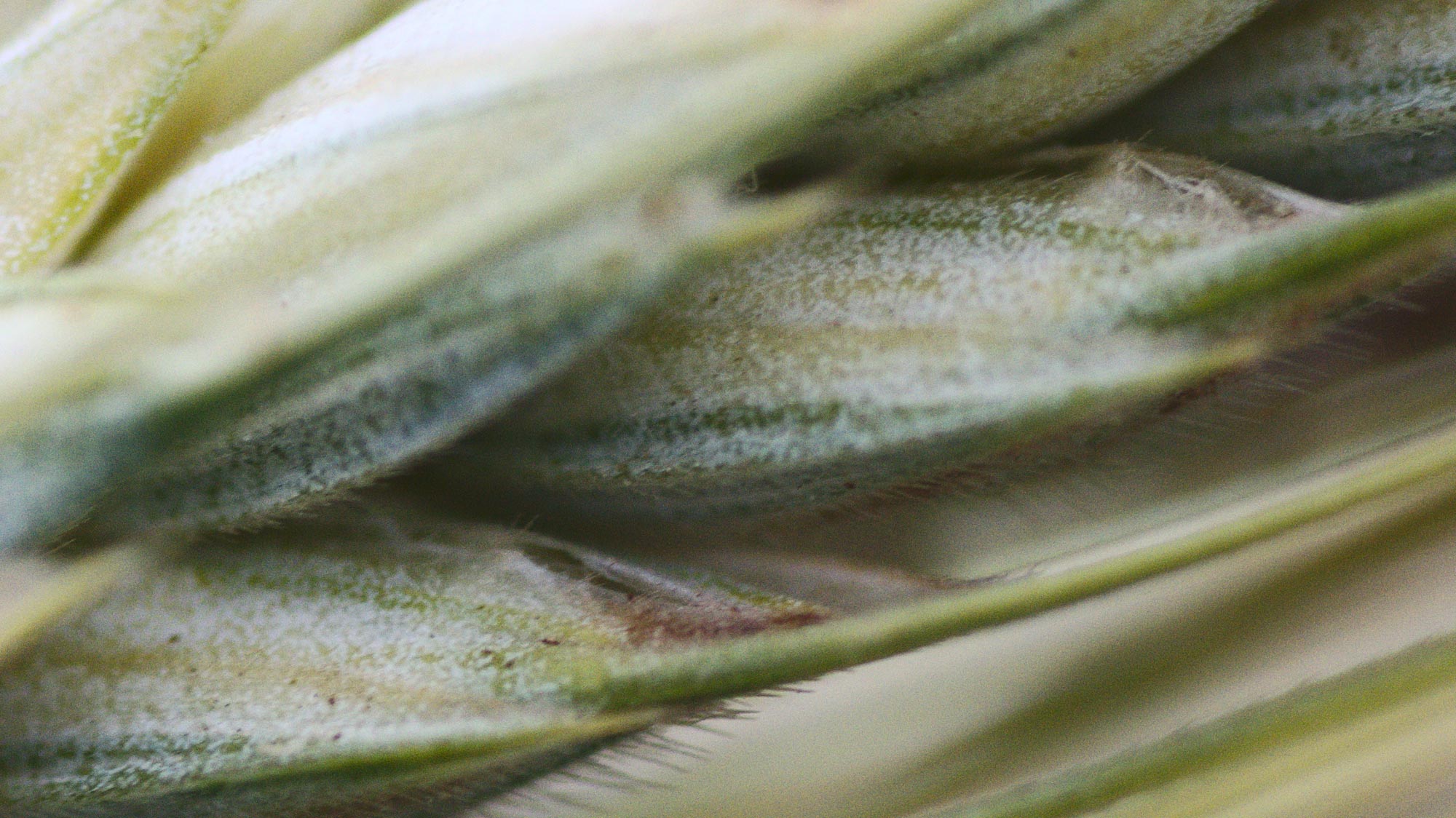 DSC0973_zoom.jpg