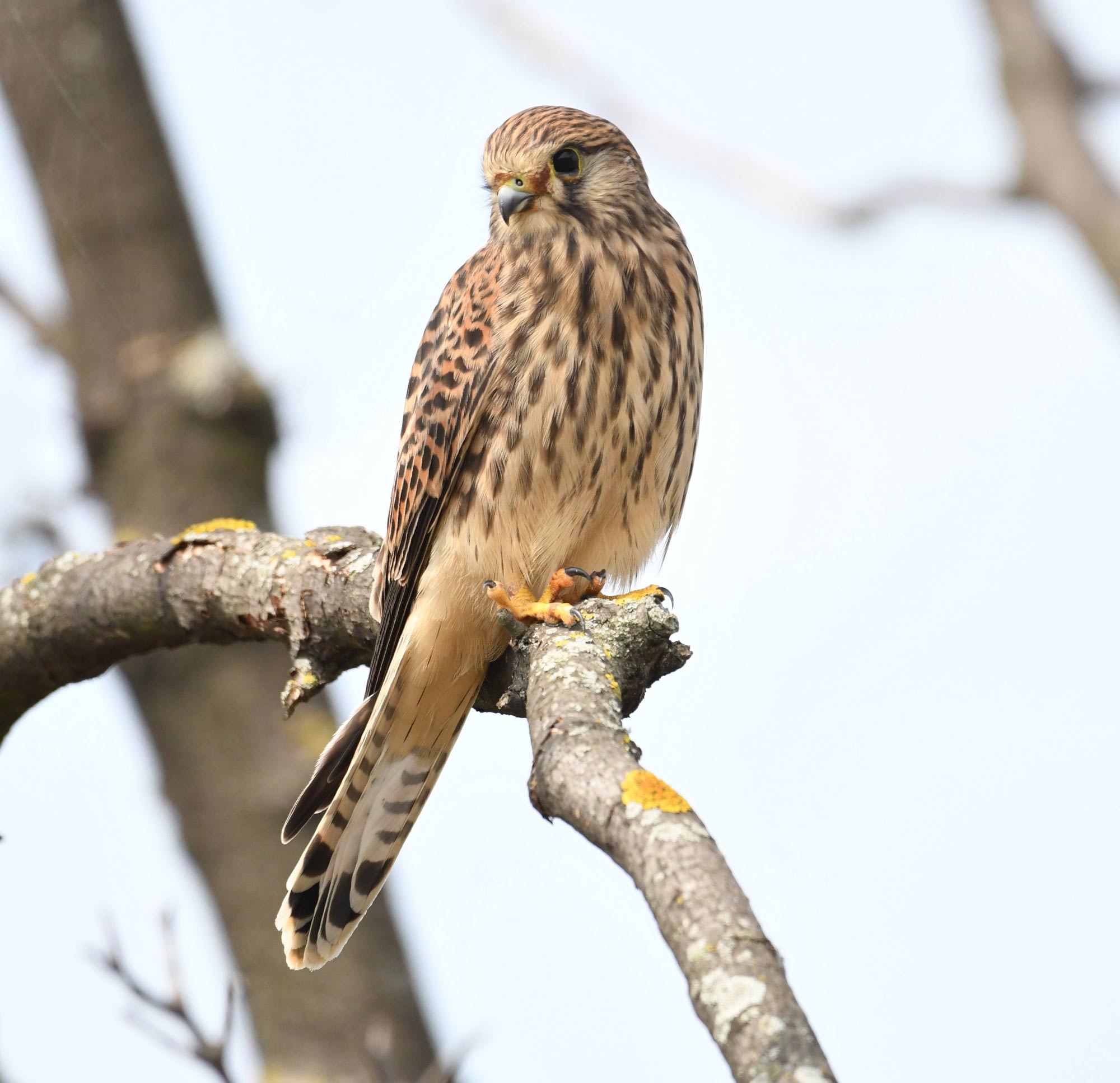 DSC_6052.jpg