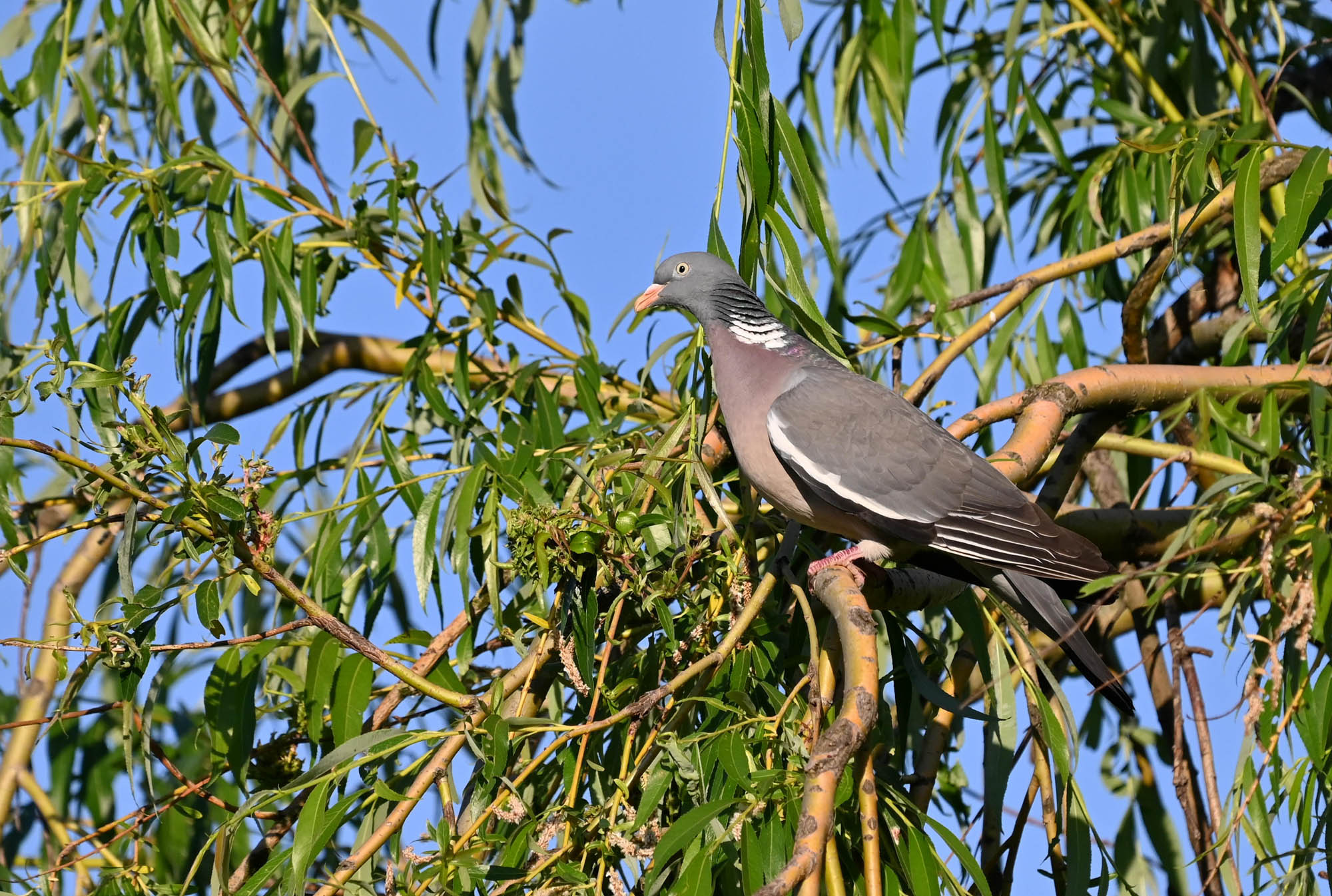Z62_4899.jpg