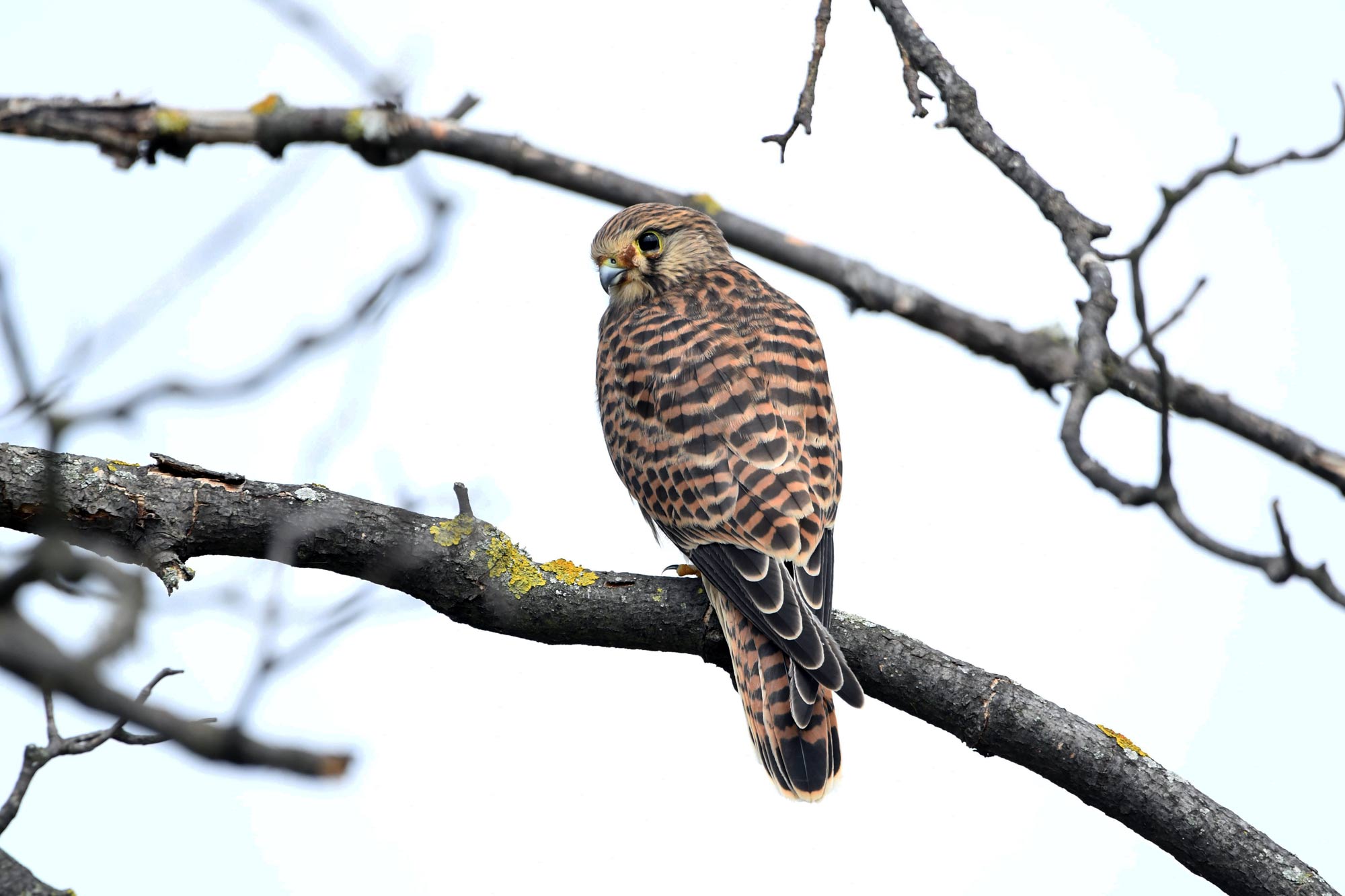 DSC_5919.jpg