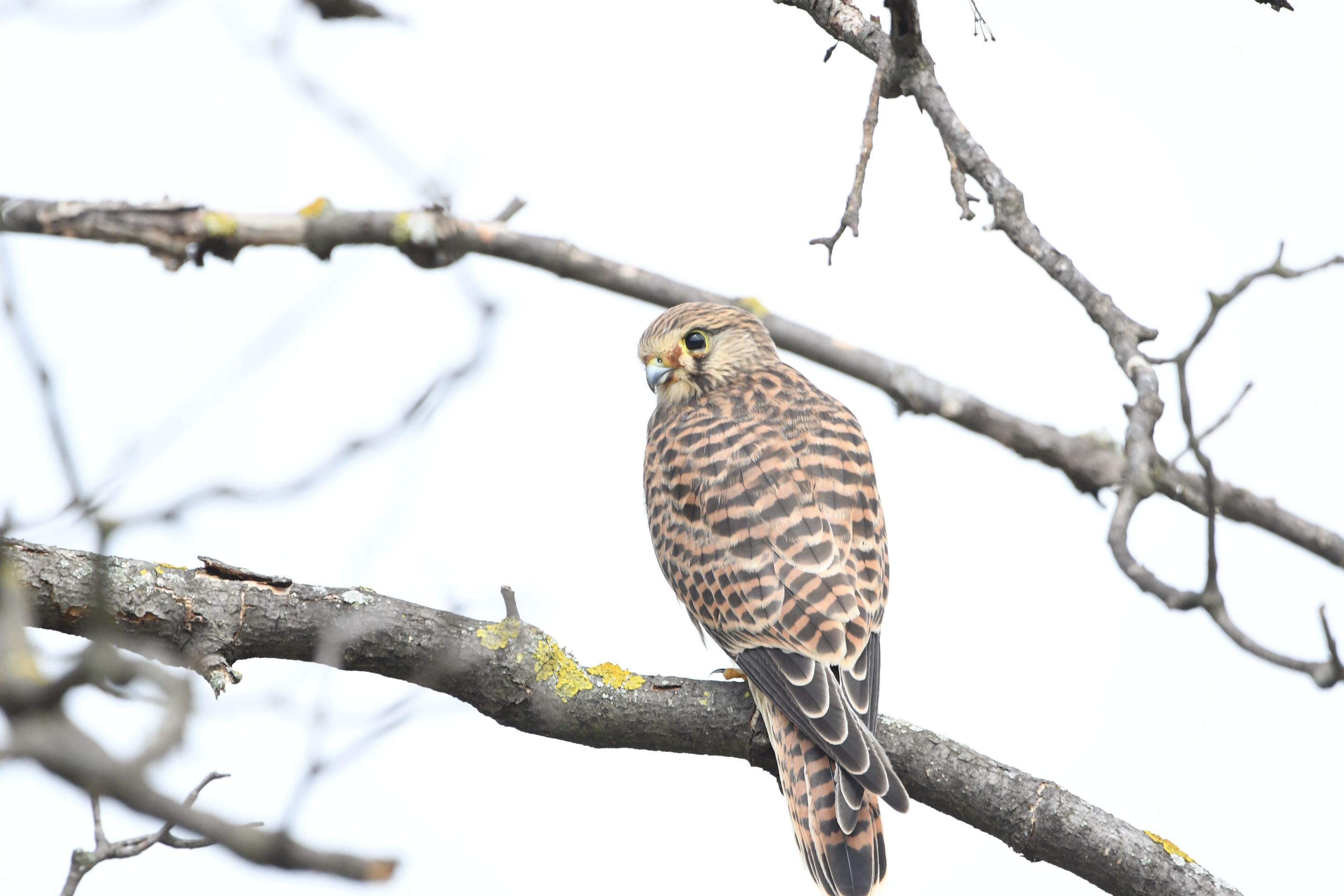 DSC_5918.jpg
