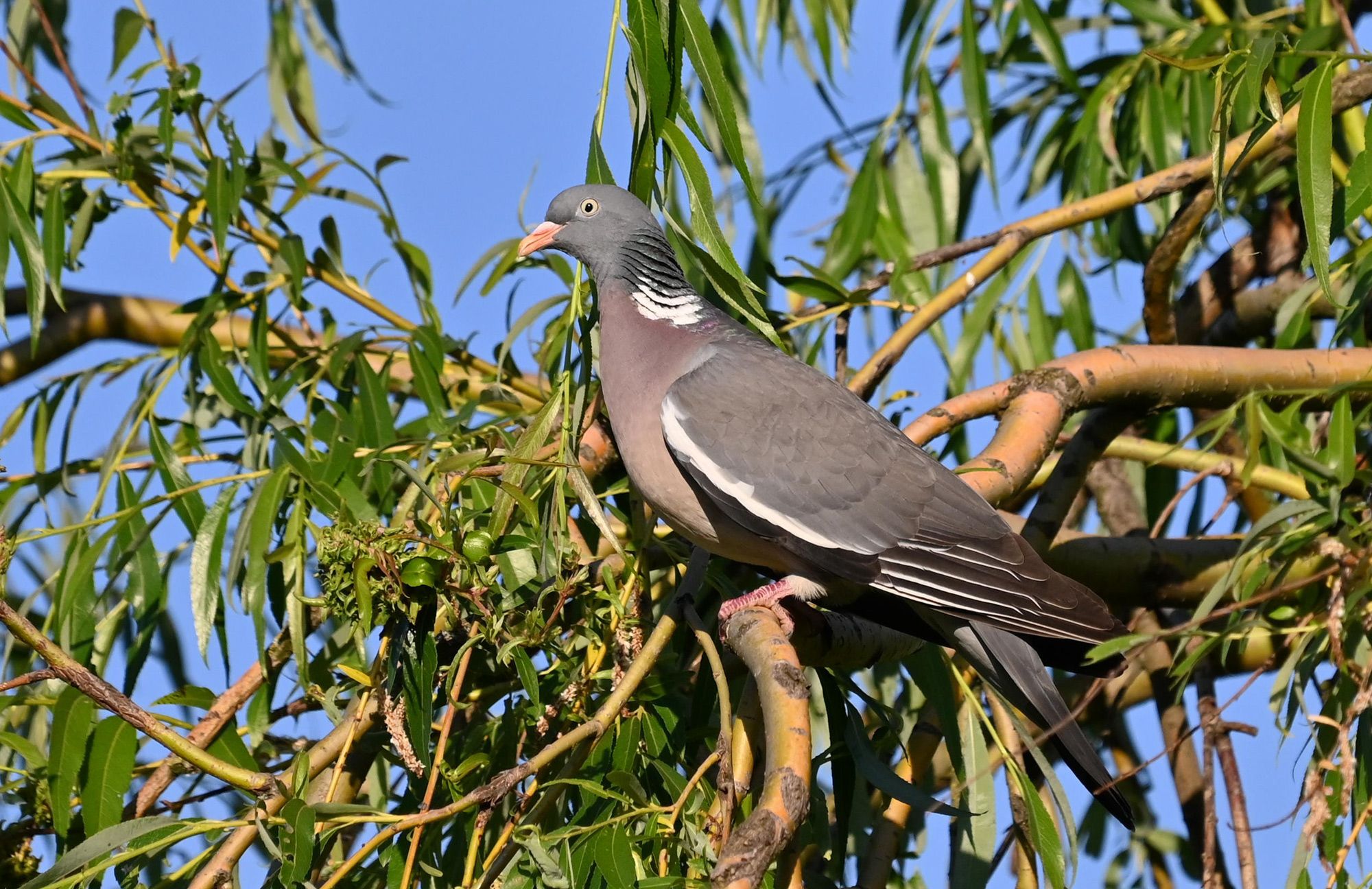 Z62_4905.jpg