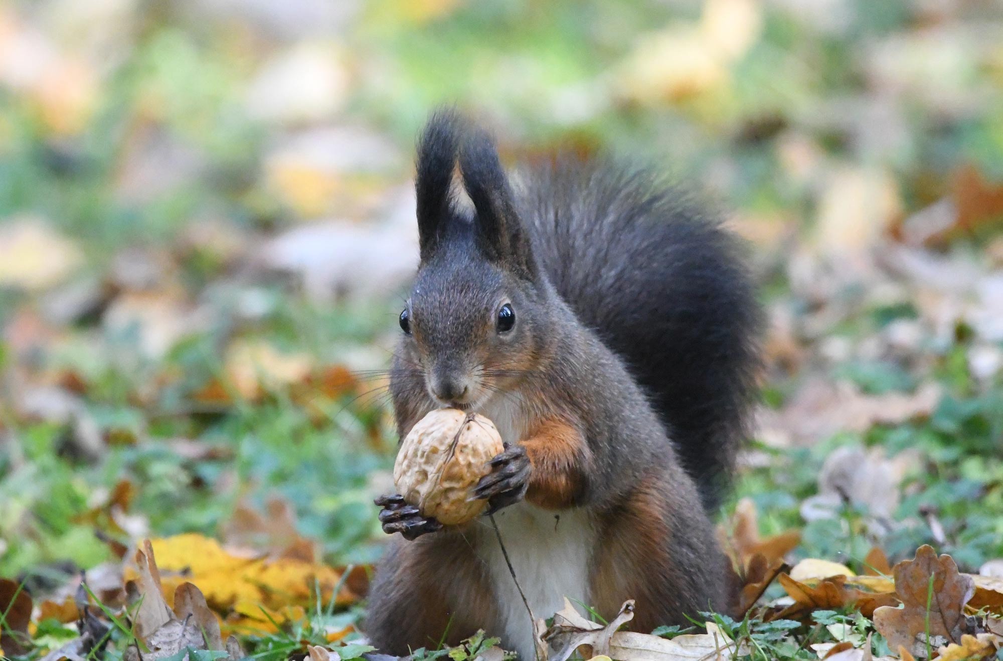 DSC_3246.JPG