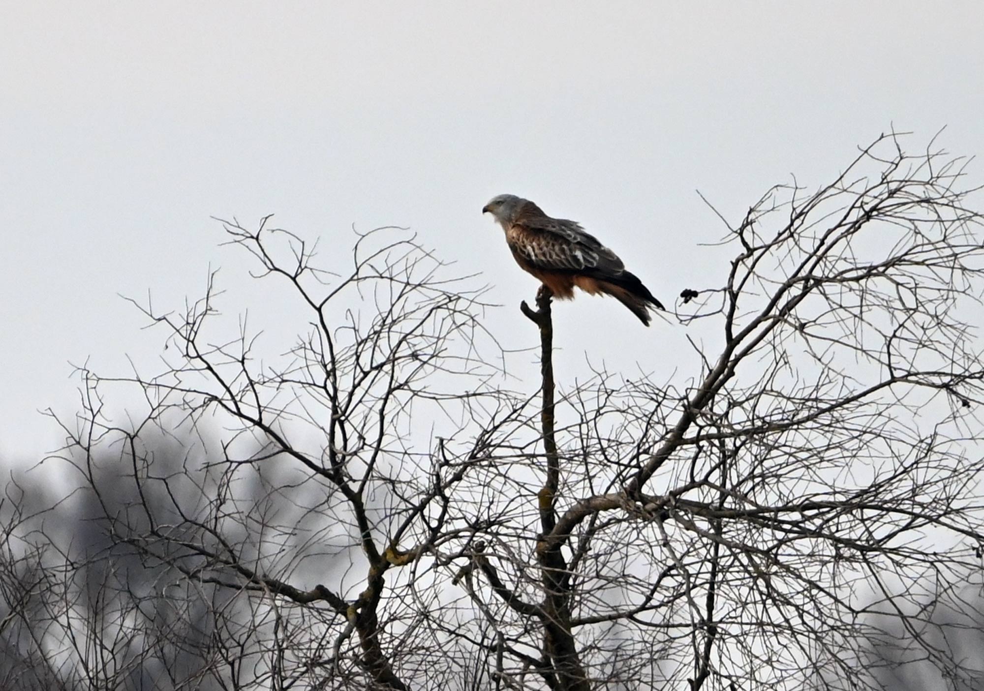 Z62_3907.JPG