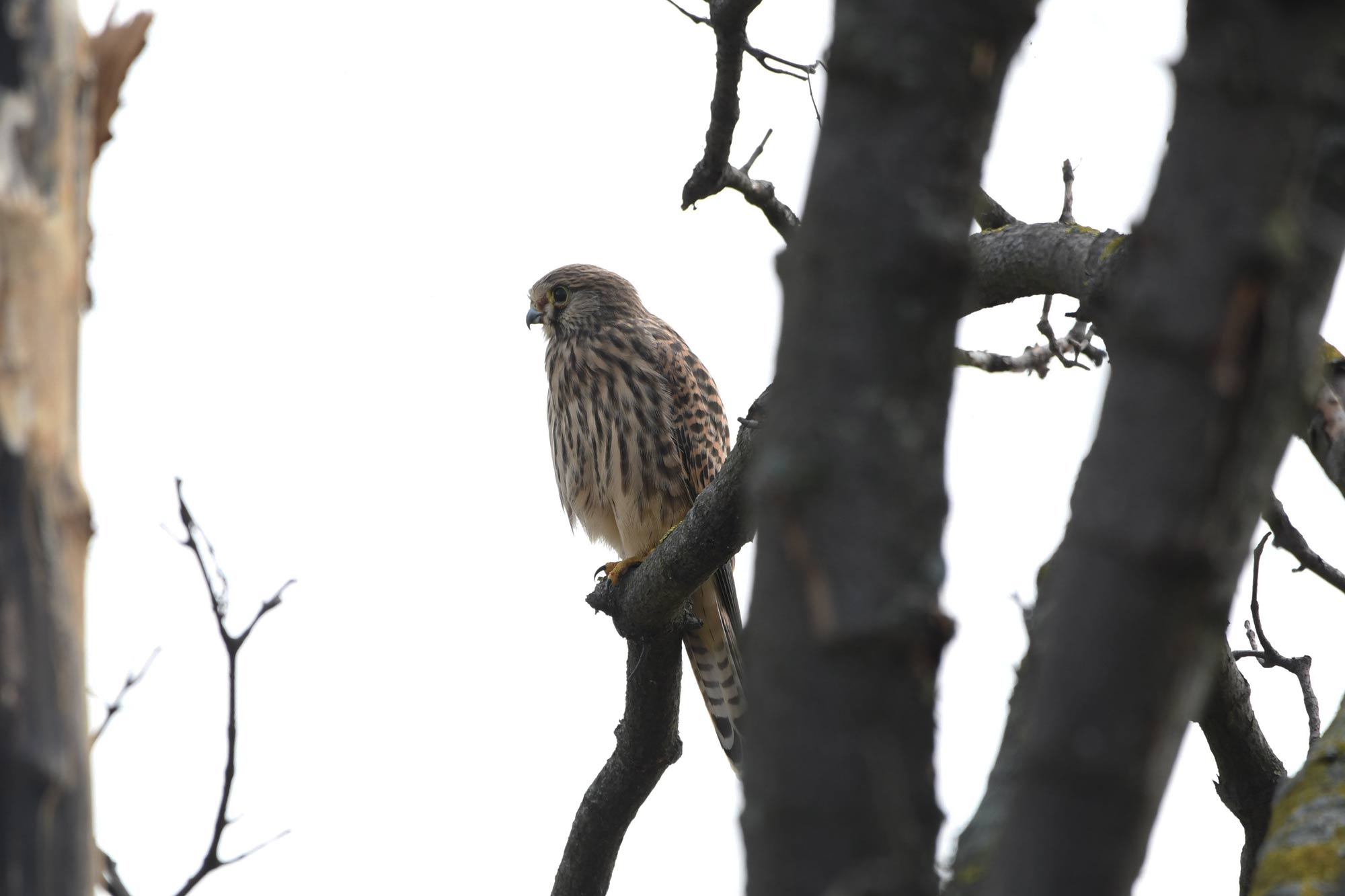 DSC_5917.jpg