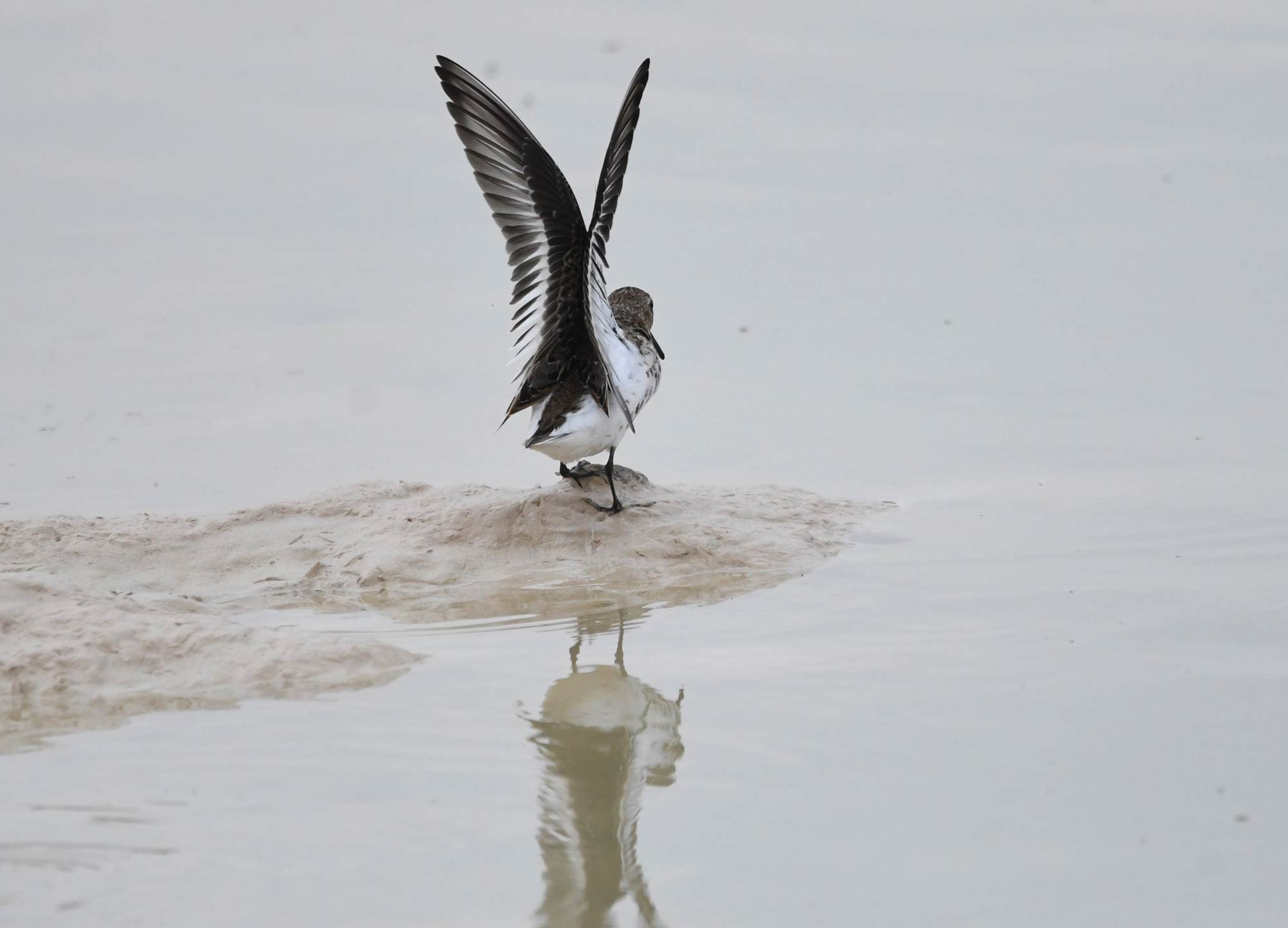DSC_0982.jpg
