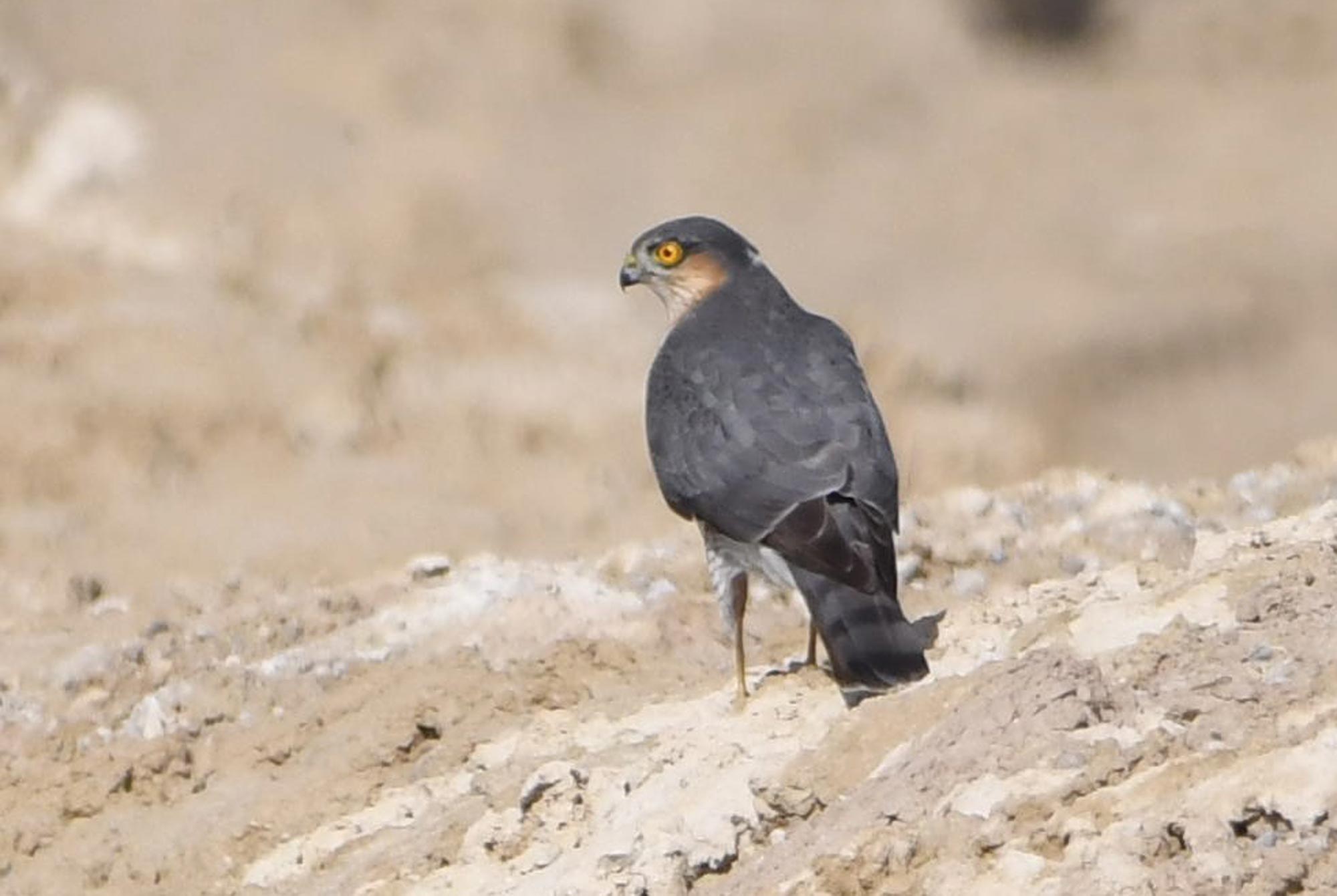 DSC_1741_sparrowhawk.jpg