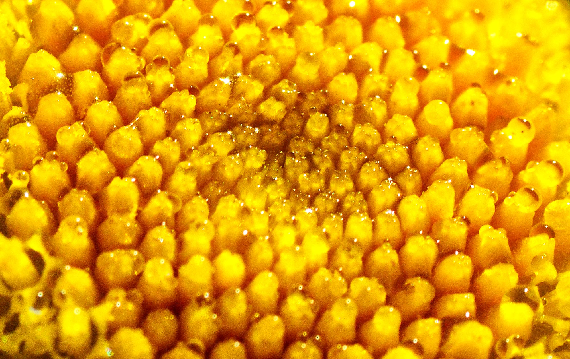 DSC_0025_zoom.jpg