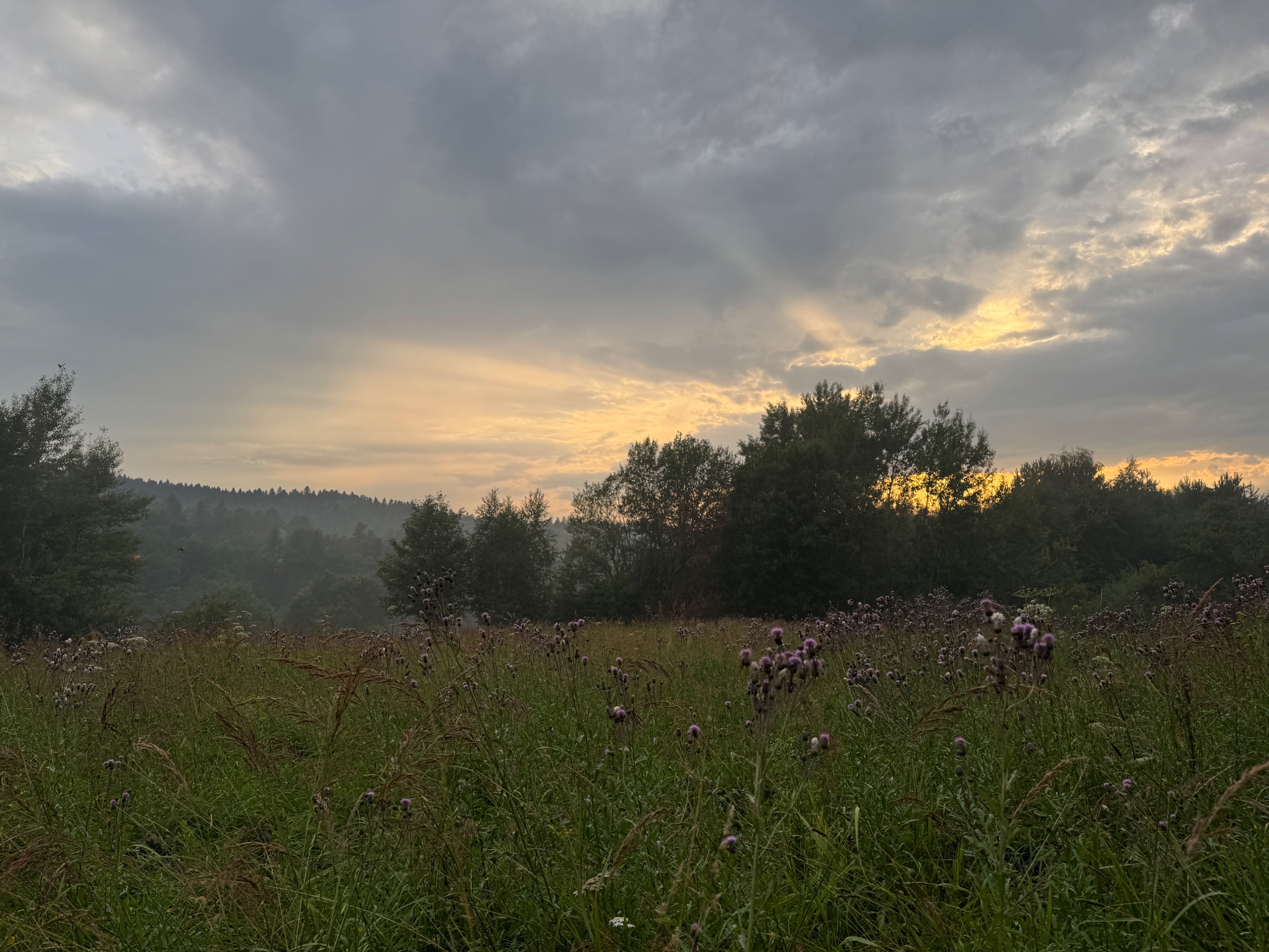 IMG_7271.jpeg