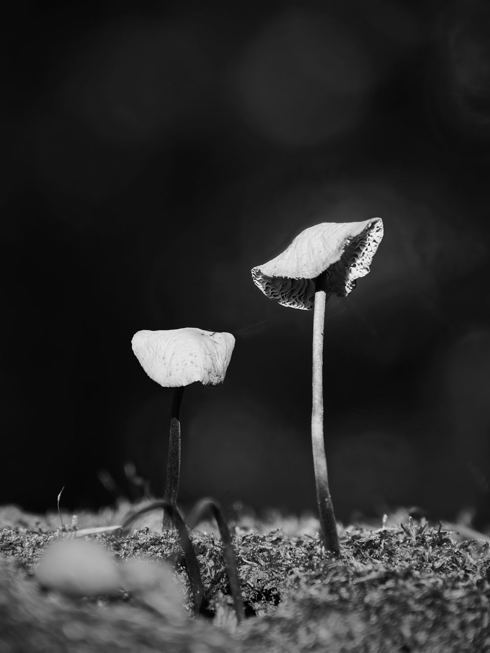 fotofun-RSP_8744.jpg