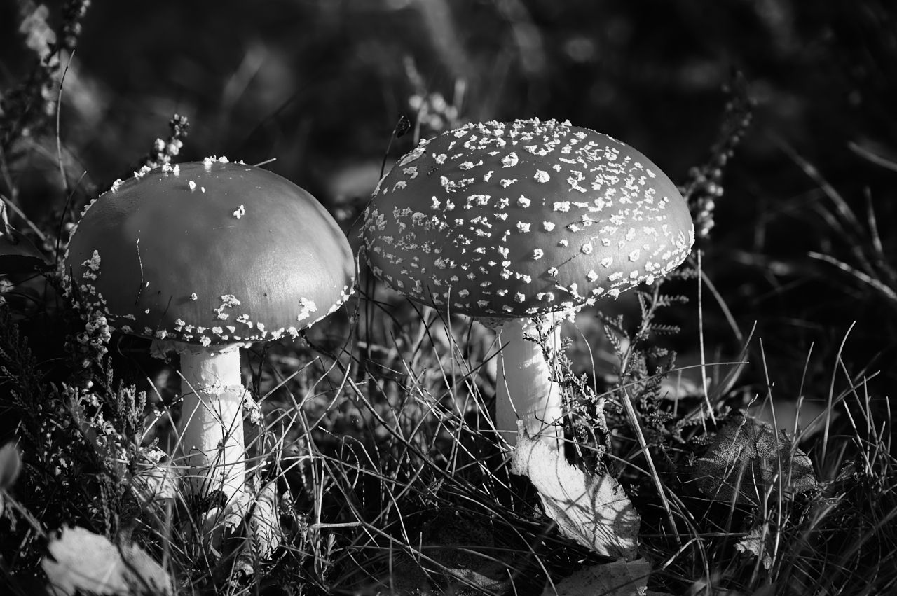 fotofun-RSP_8494.jpg