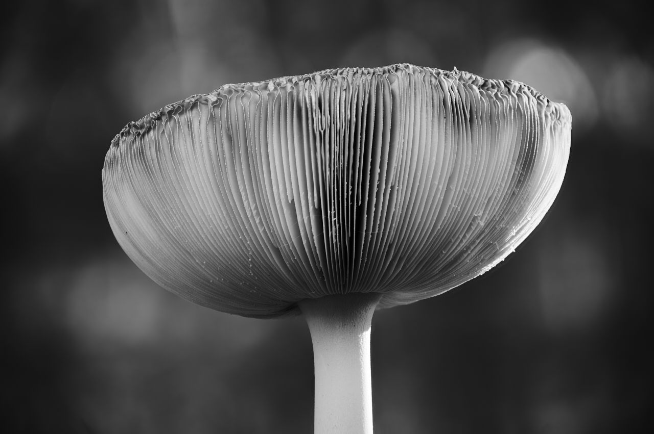 fotofun-RSP_8446_1.jpg