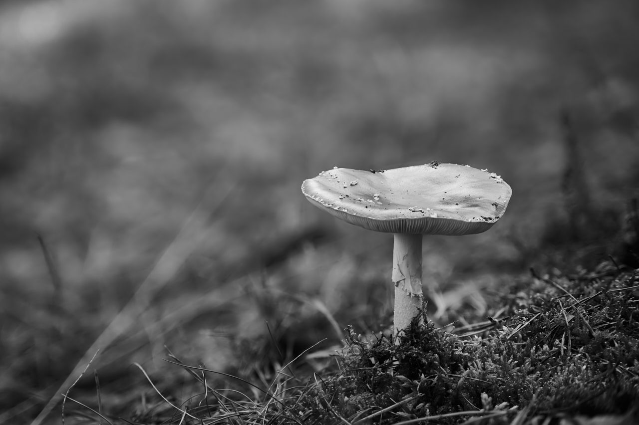 fotofun-RSP_8841.jpg