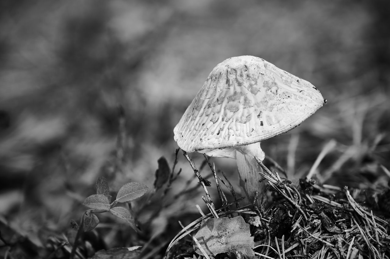 fotofun-RSP_8518.jpg
