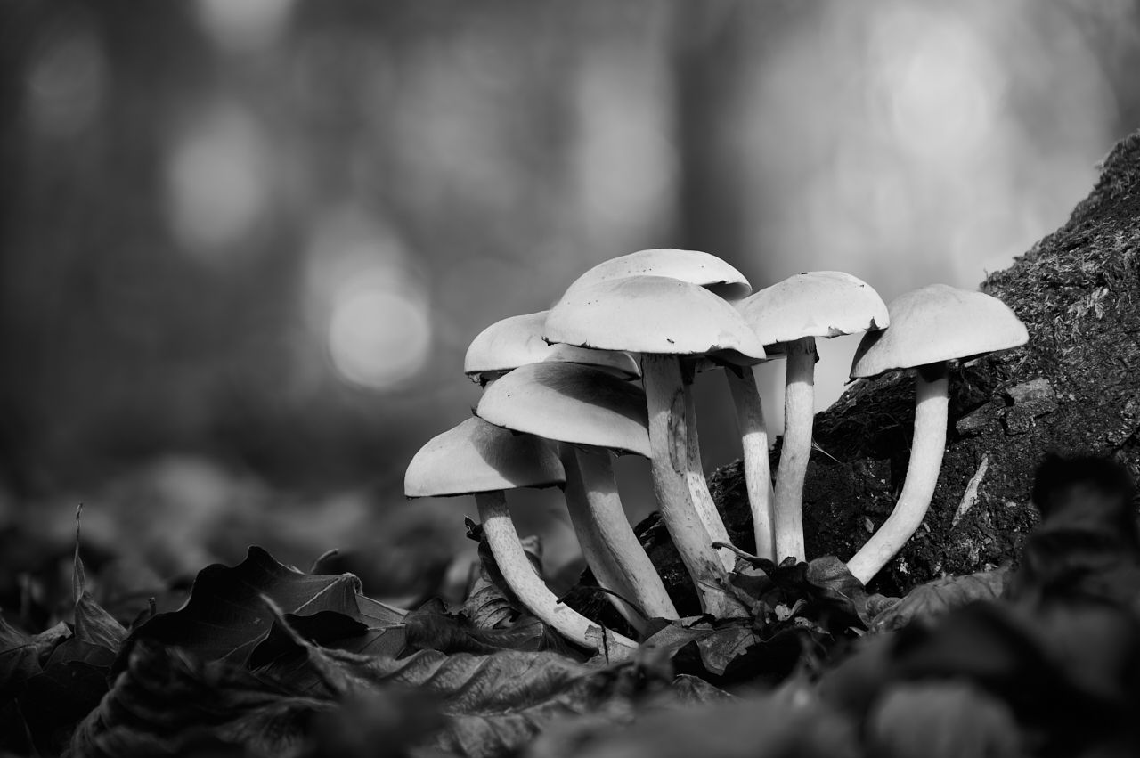 fotofun-RSP_8571.jpg
