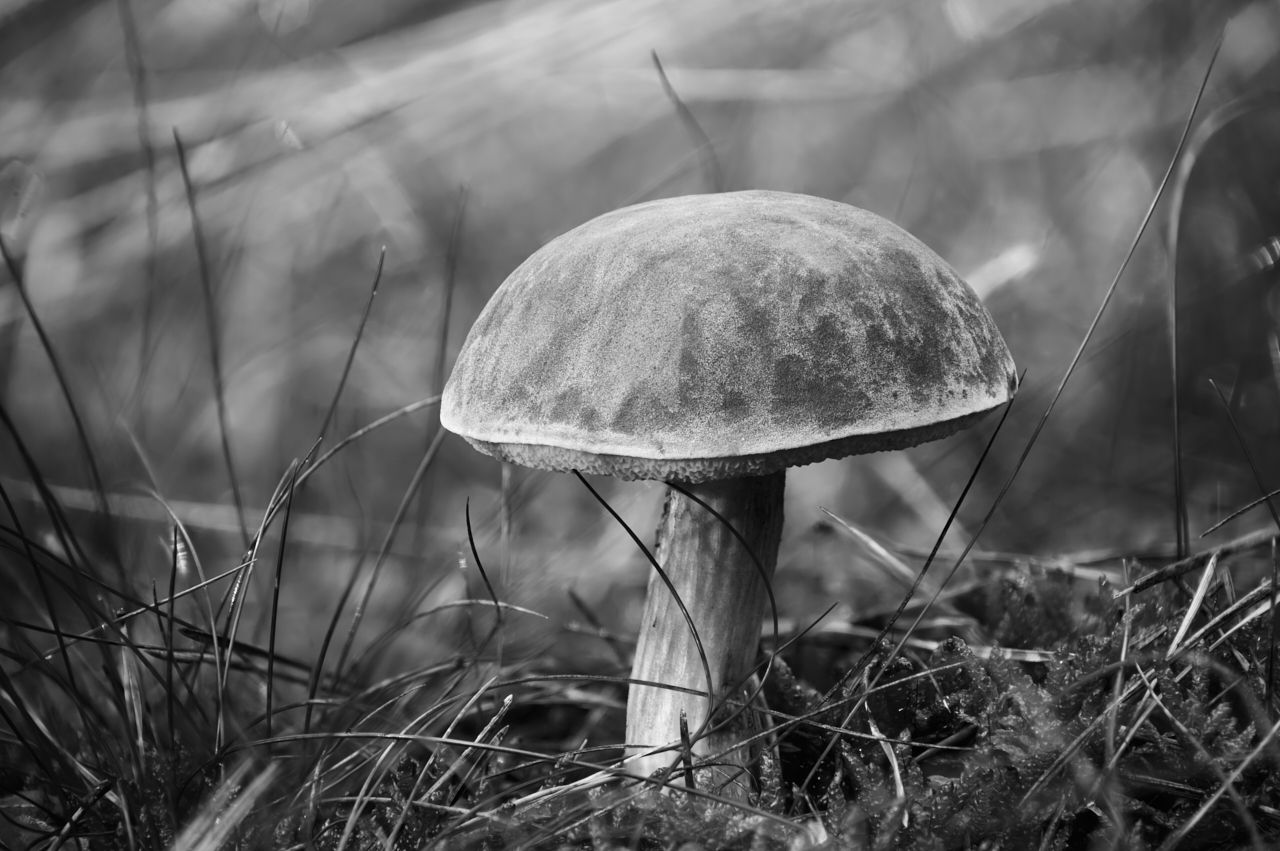 fotofun-RSP_7451.jpg