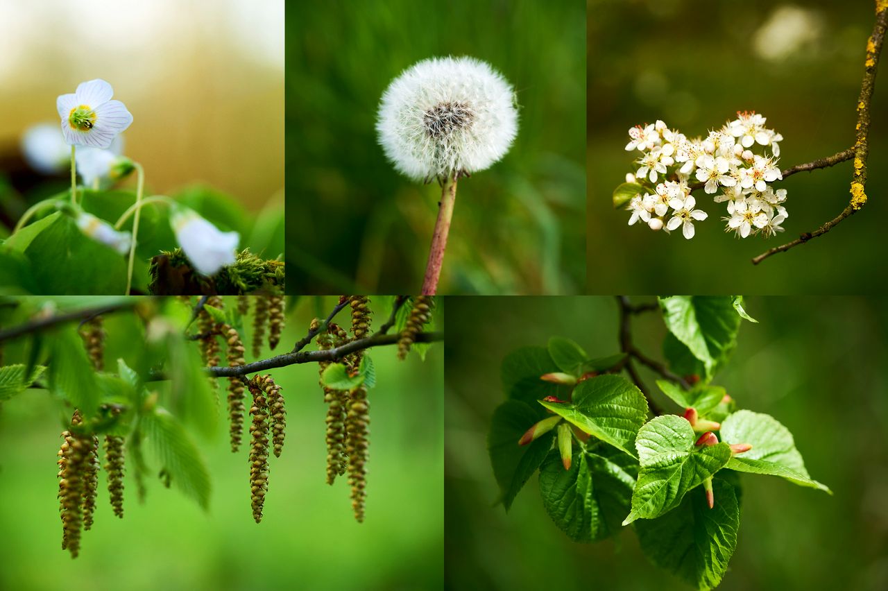 fotofun-spring_1280.jpg