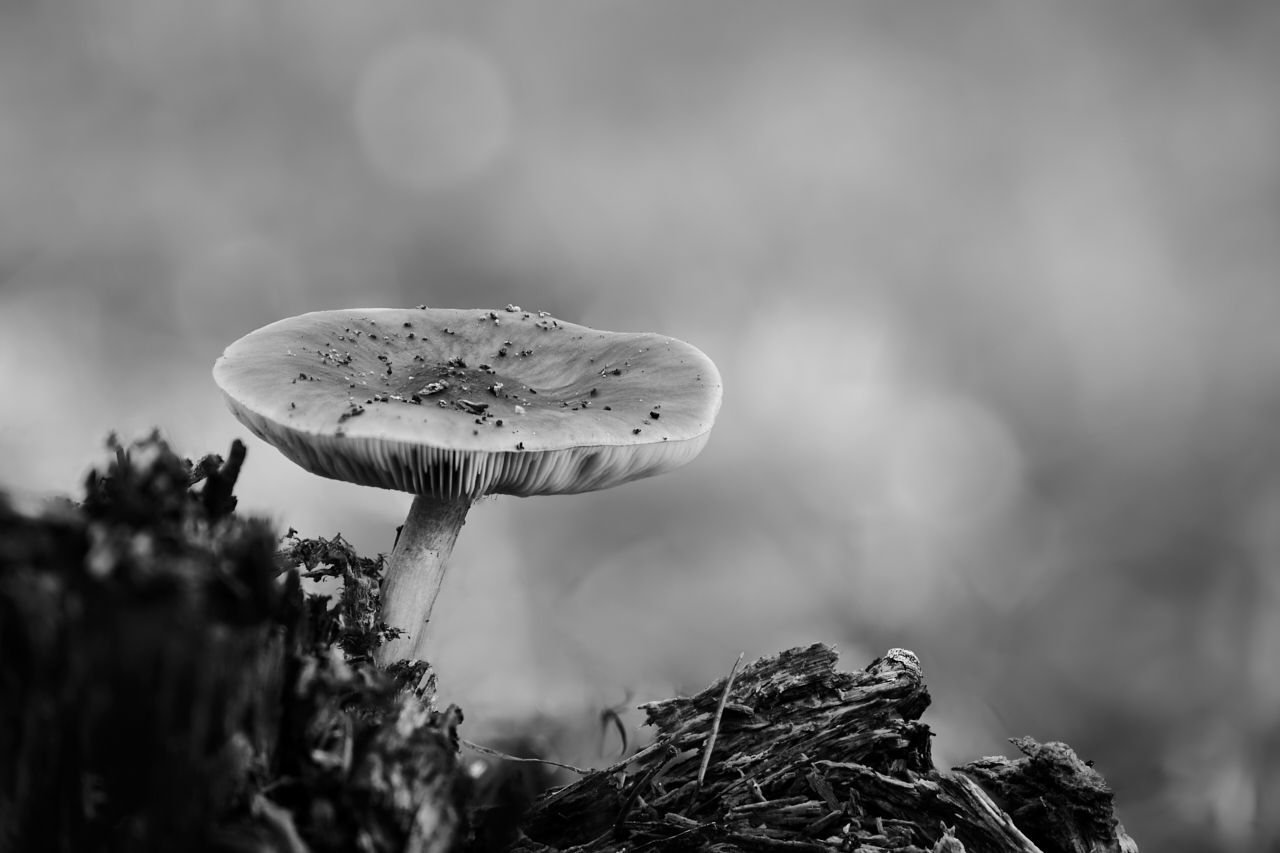 fotofun-RSP_8805.jpg