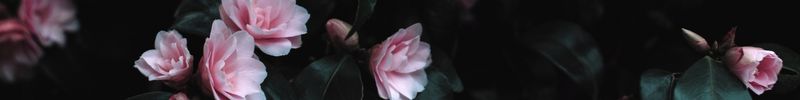 Thank you friends for visiting my blog (1).jpg