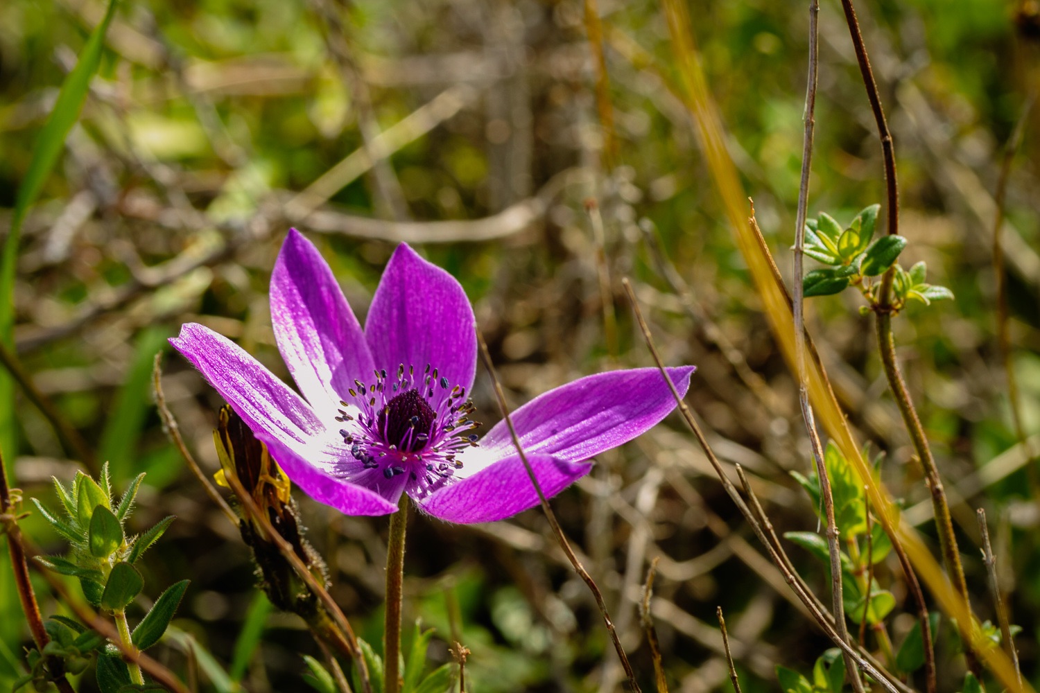 _MG_0382.jpg