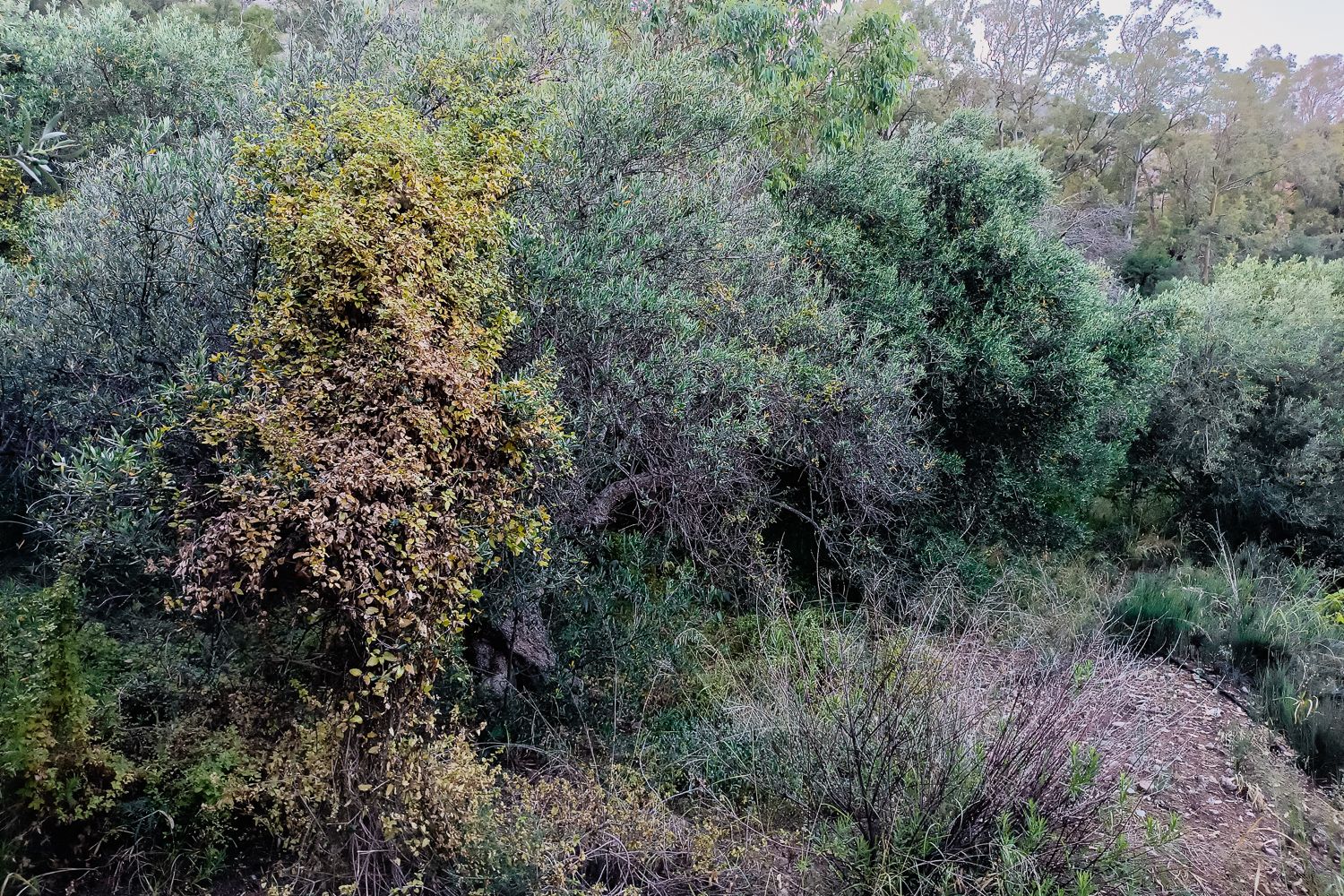 IMG_20250608_191314.jpg