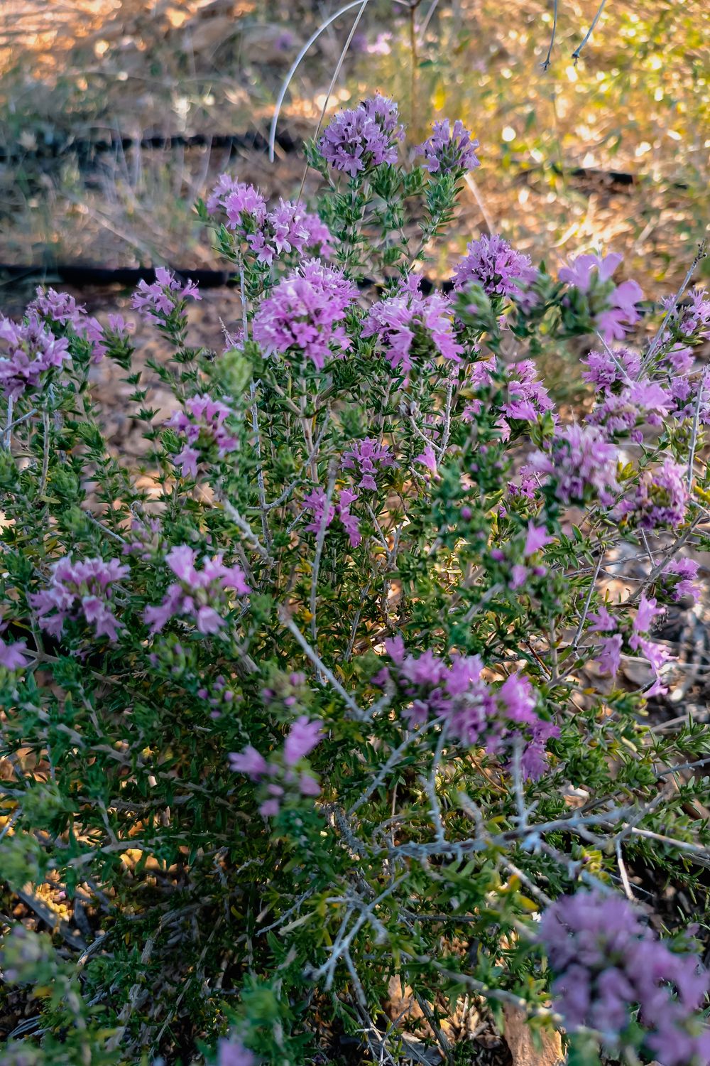 23xebeWEU39RLARtdQJabkLsarVnLWFmW5MaN3qEwtjcMSodkLFcQtc3BtDk2J1mzUHBS.jpg