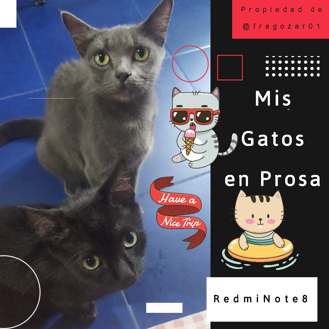MisGatosenProsa.jpg