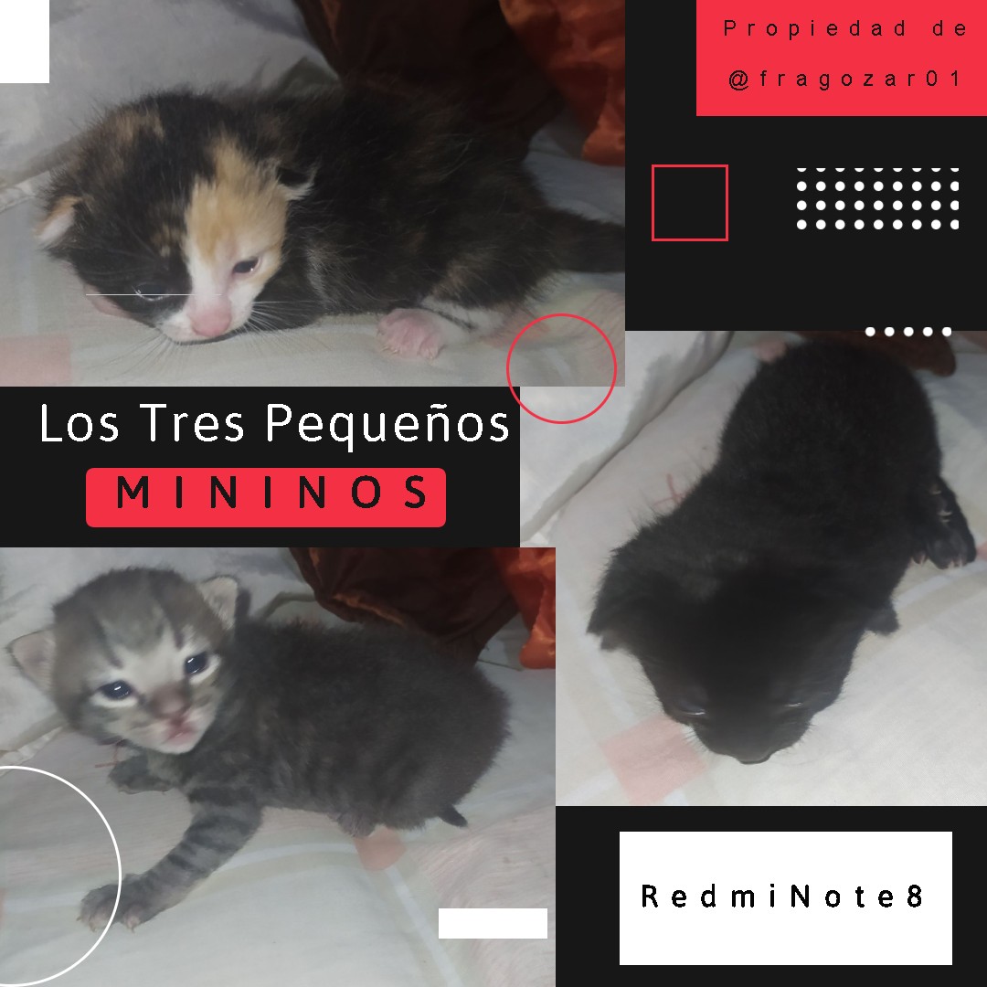 LosPequeñosMininos.jpg