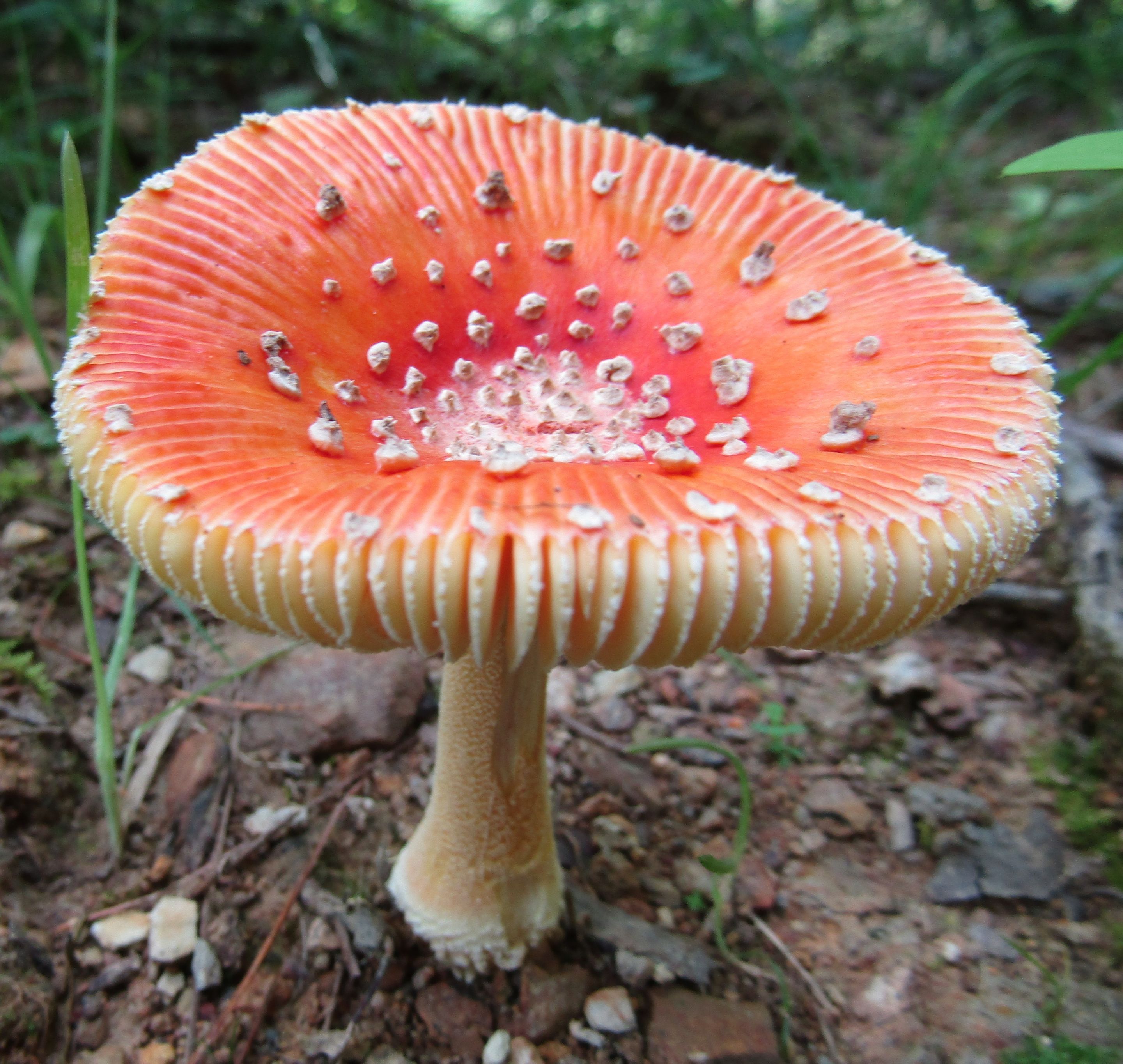 amanita2.JPG
