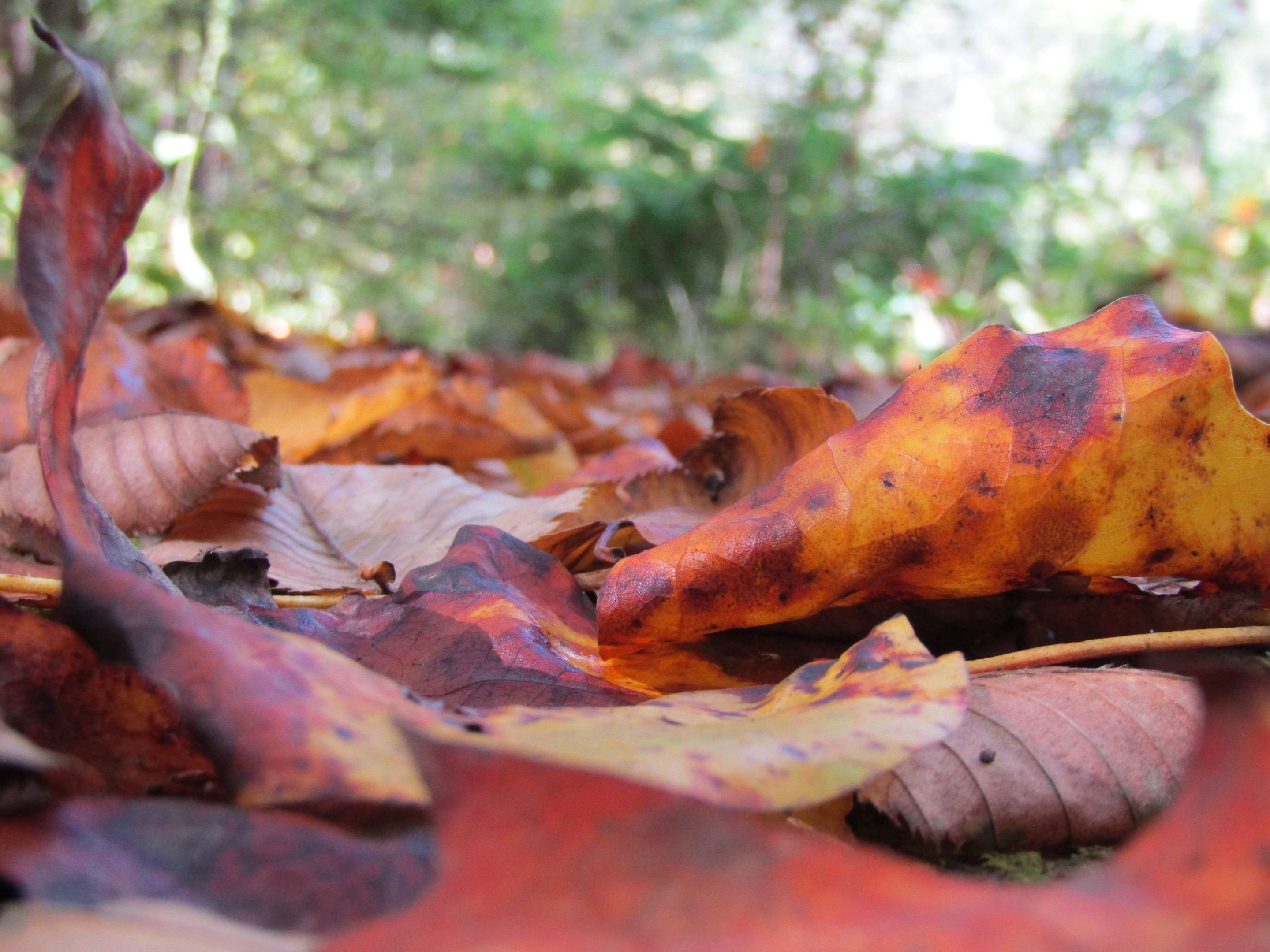 leaves.JPG