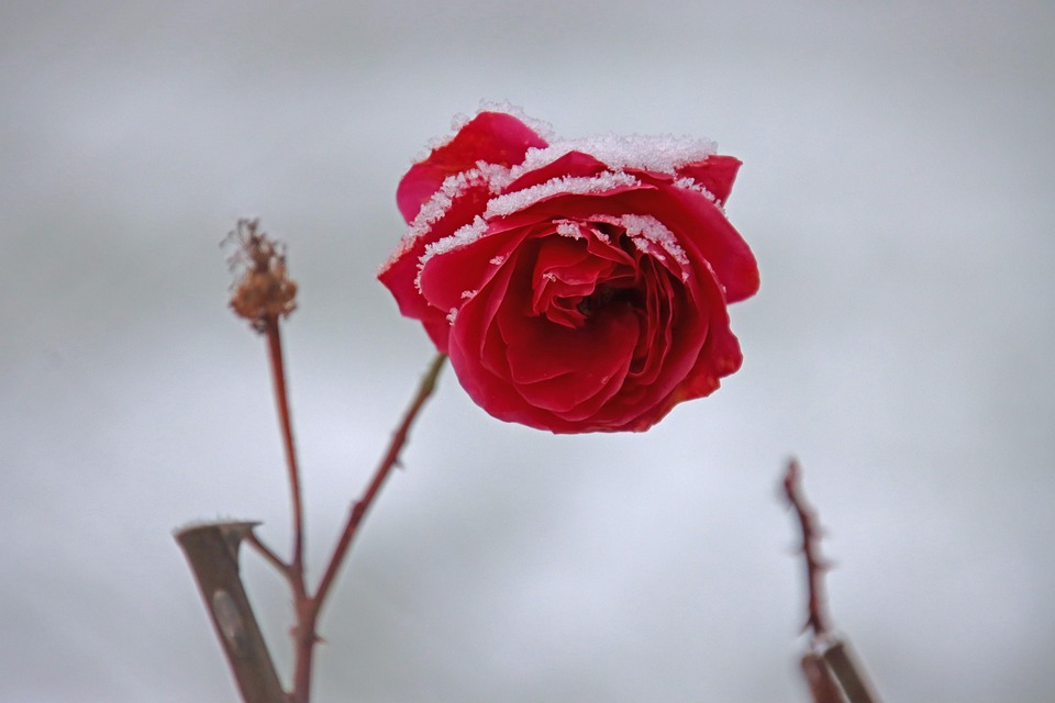 rose-7669467_960_720.jpg