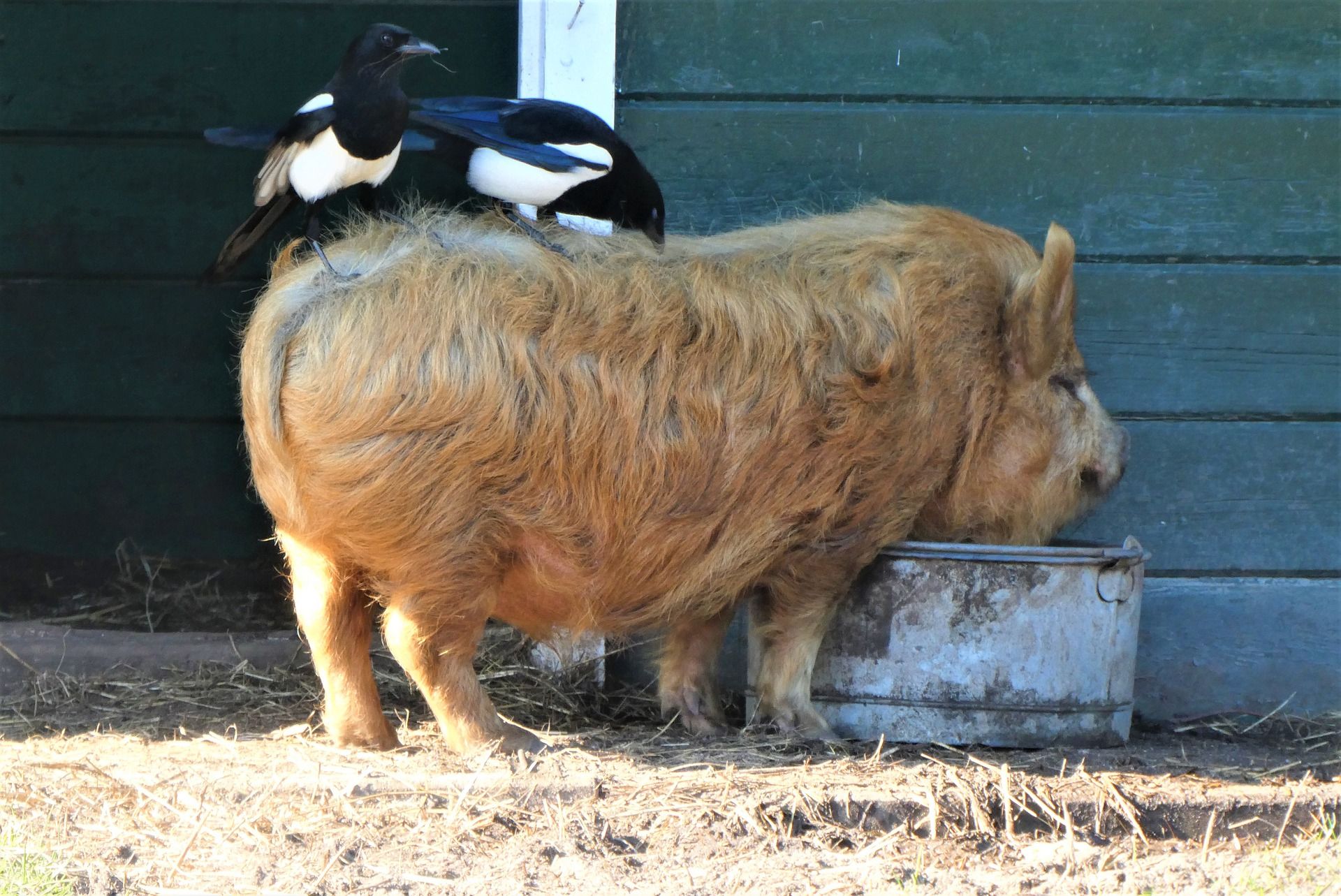 kunekune-g4c5734ae9_1920.jpg
