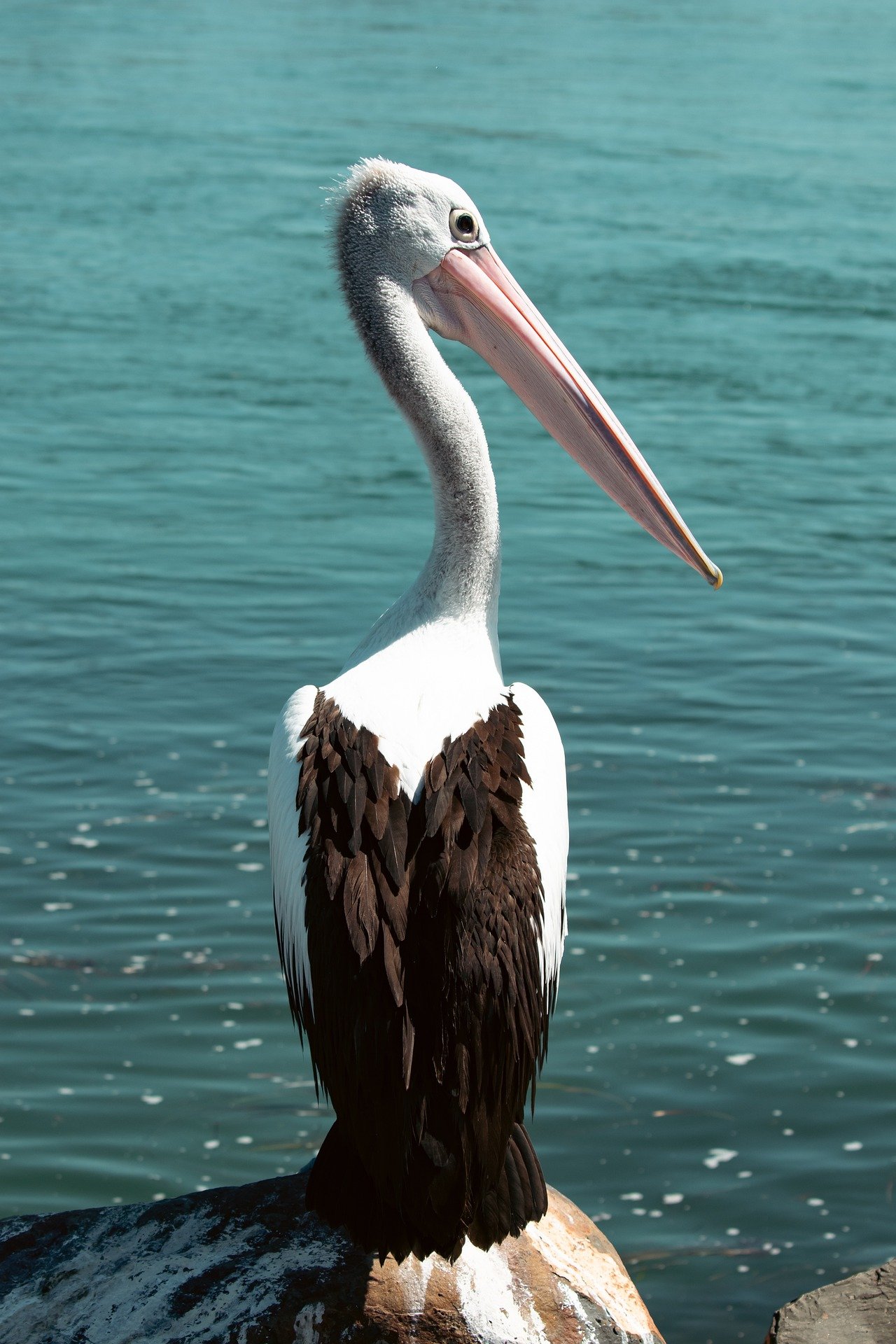 pelican-8710717_1920.jpg