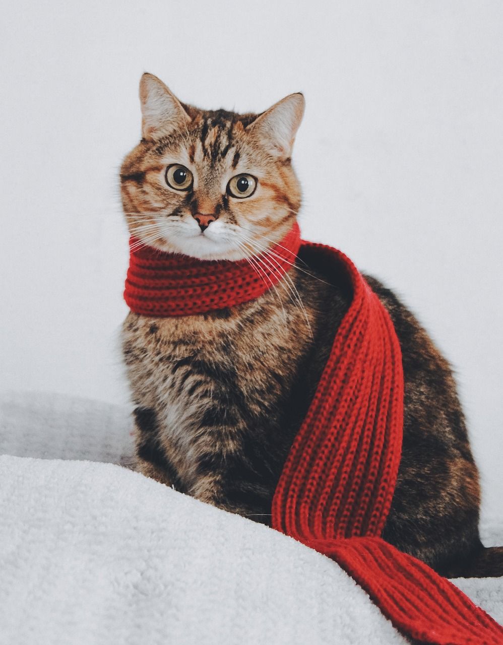 cat-5767334_1280.jpg/