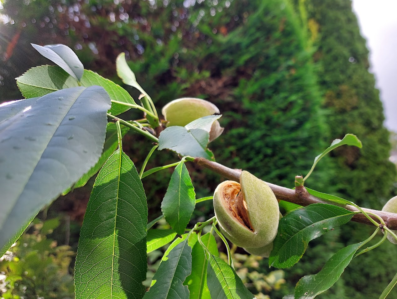 almond.png