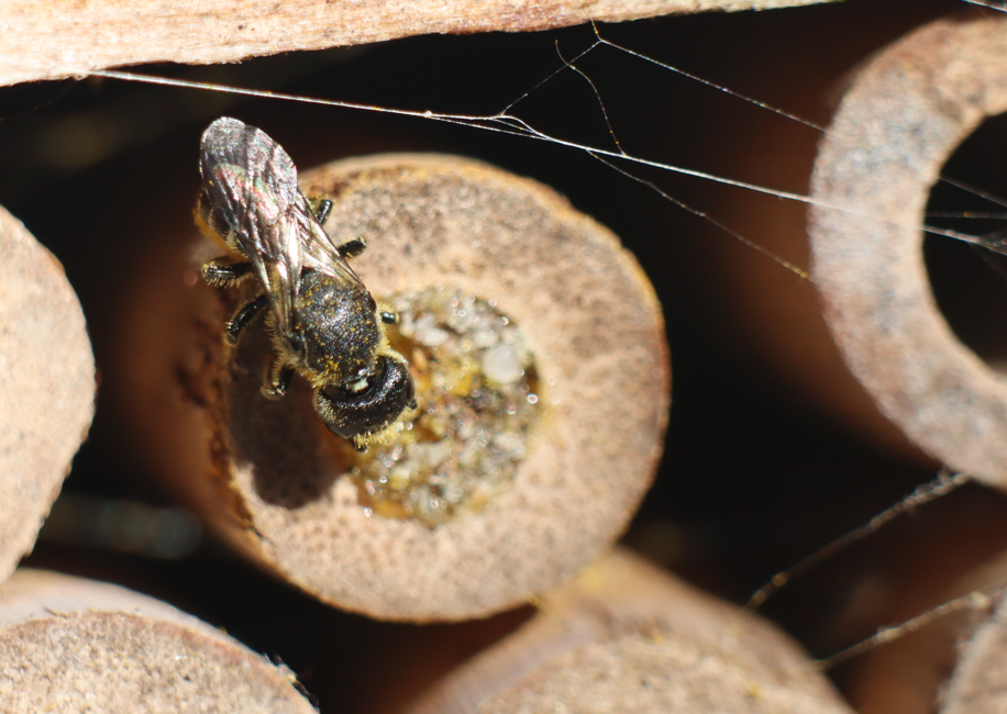 bee.png