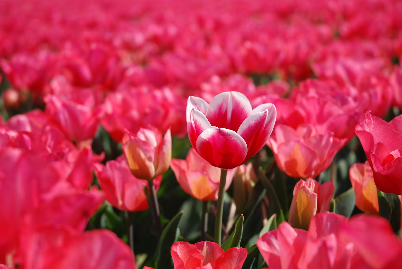 tulips.png