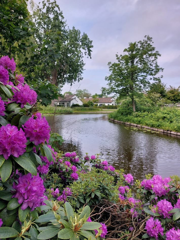 rhododendron.png