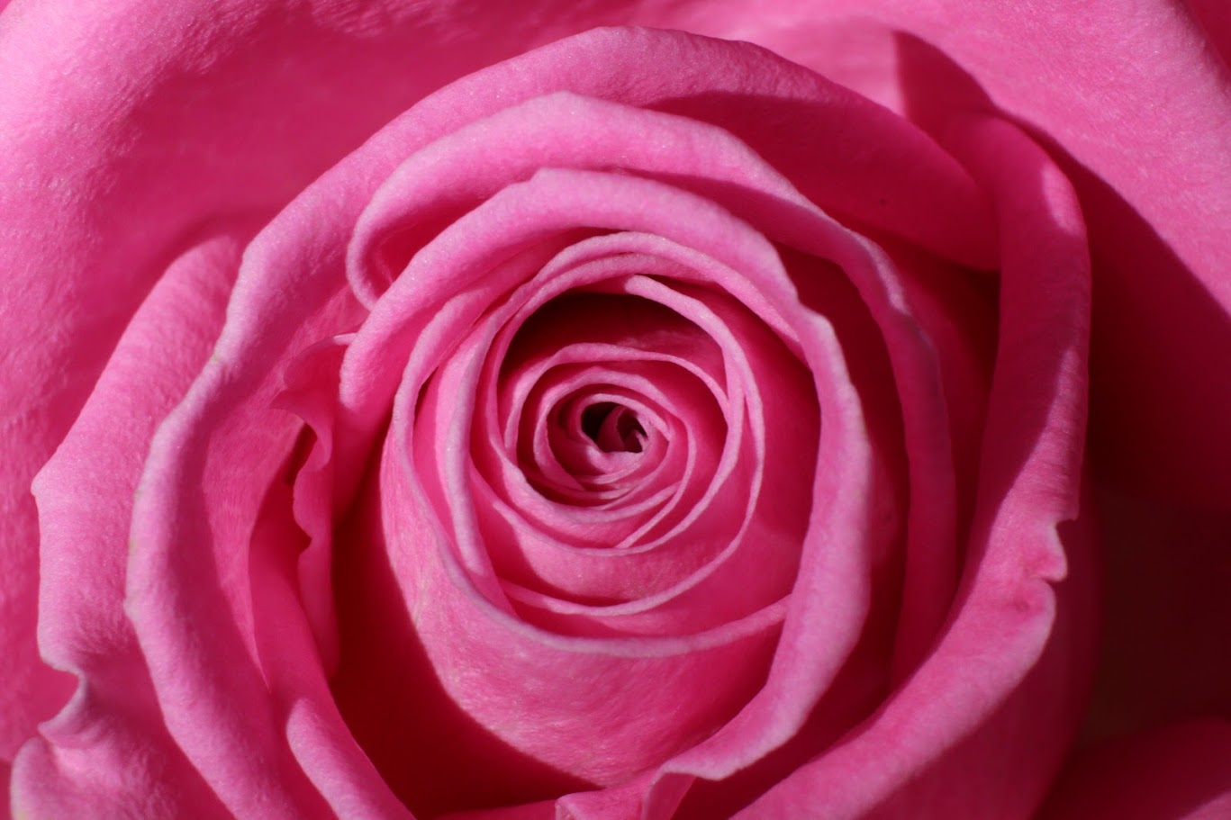 rose.png