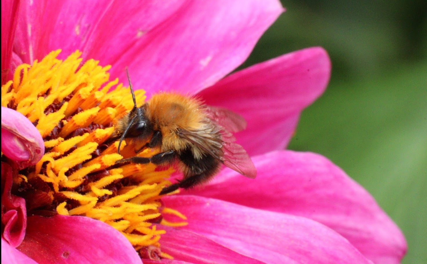 bee.png