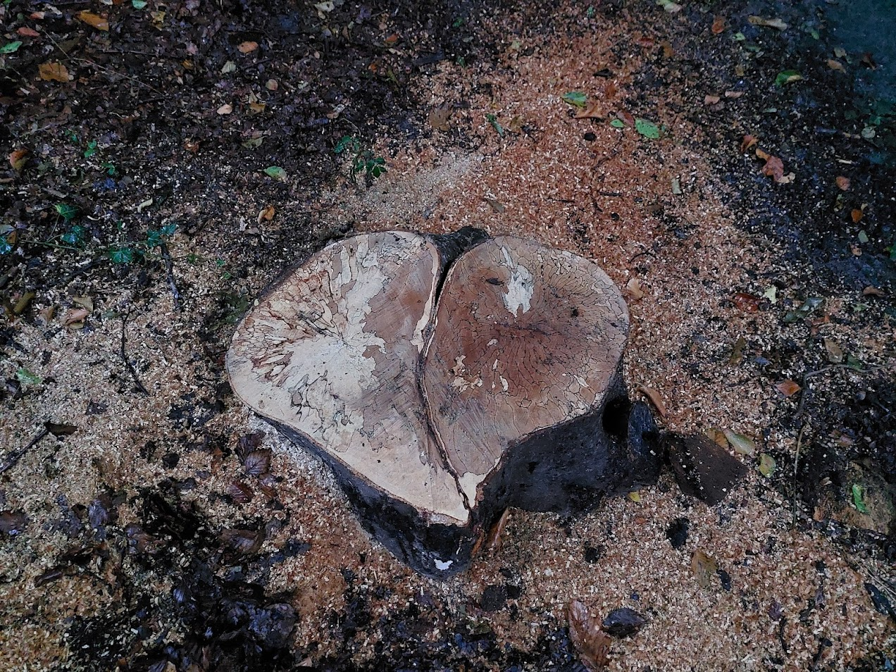 heart.png