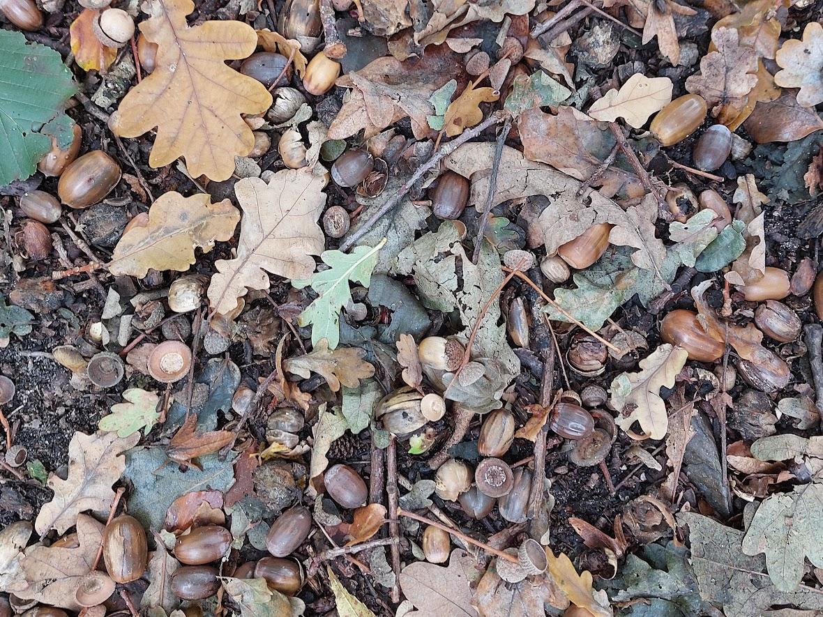 acorns.png