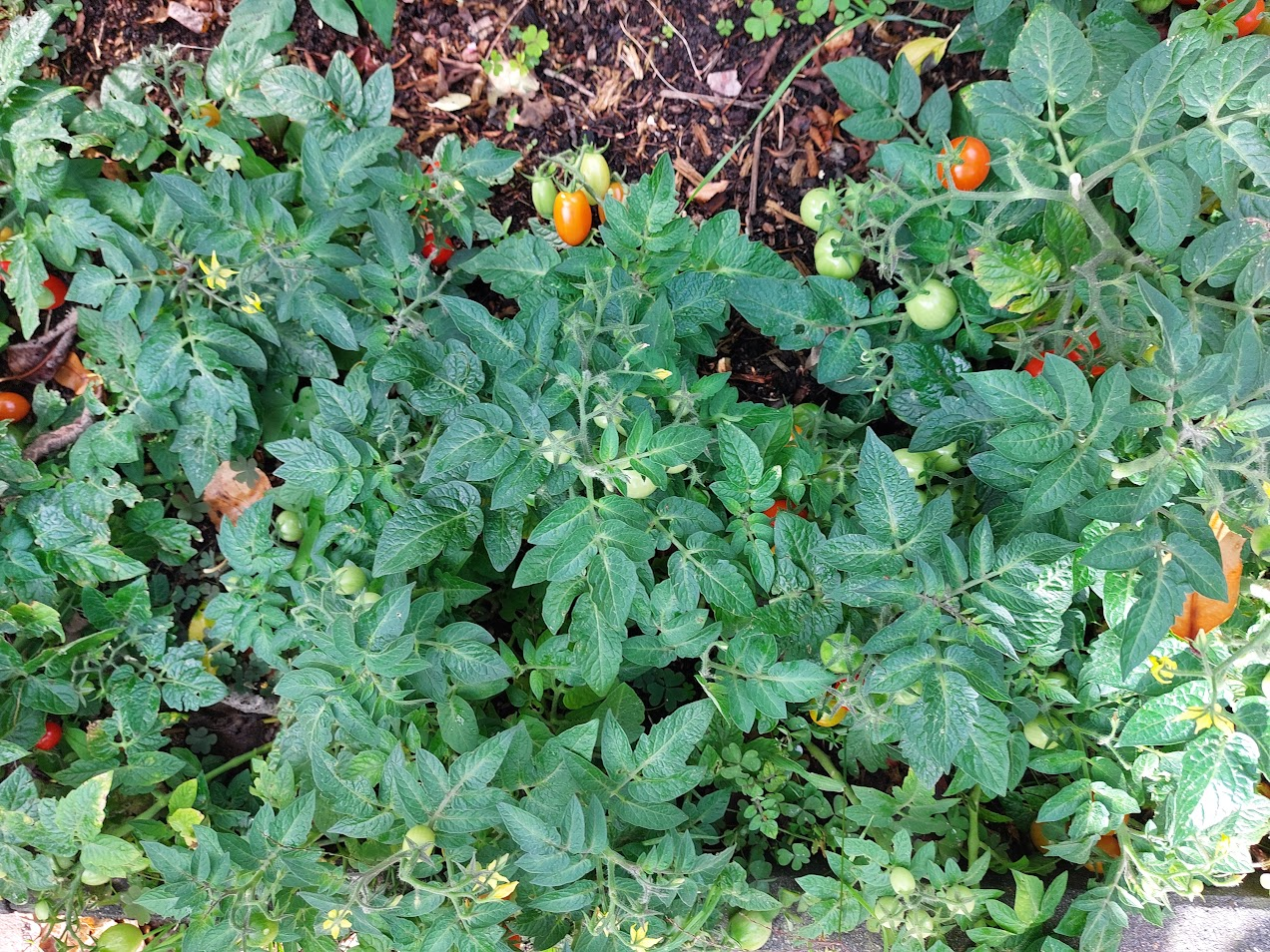 tomatoe.png