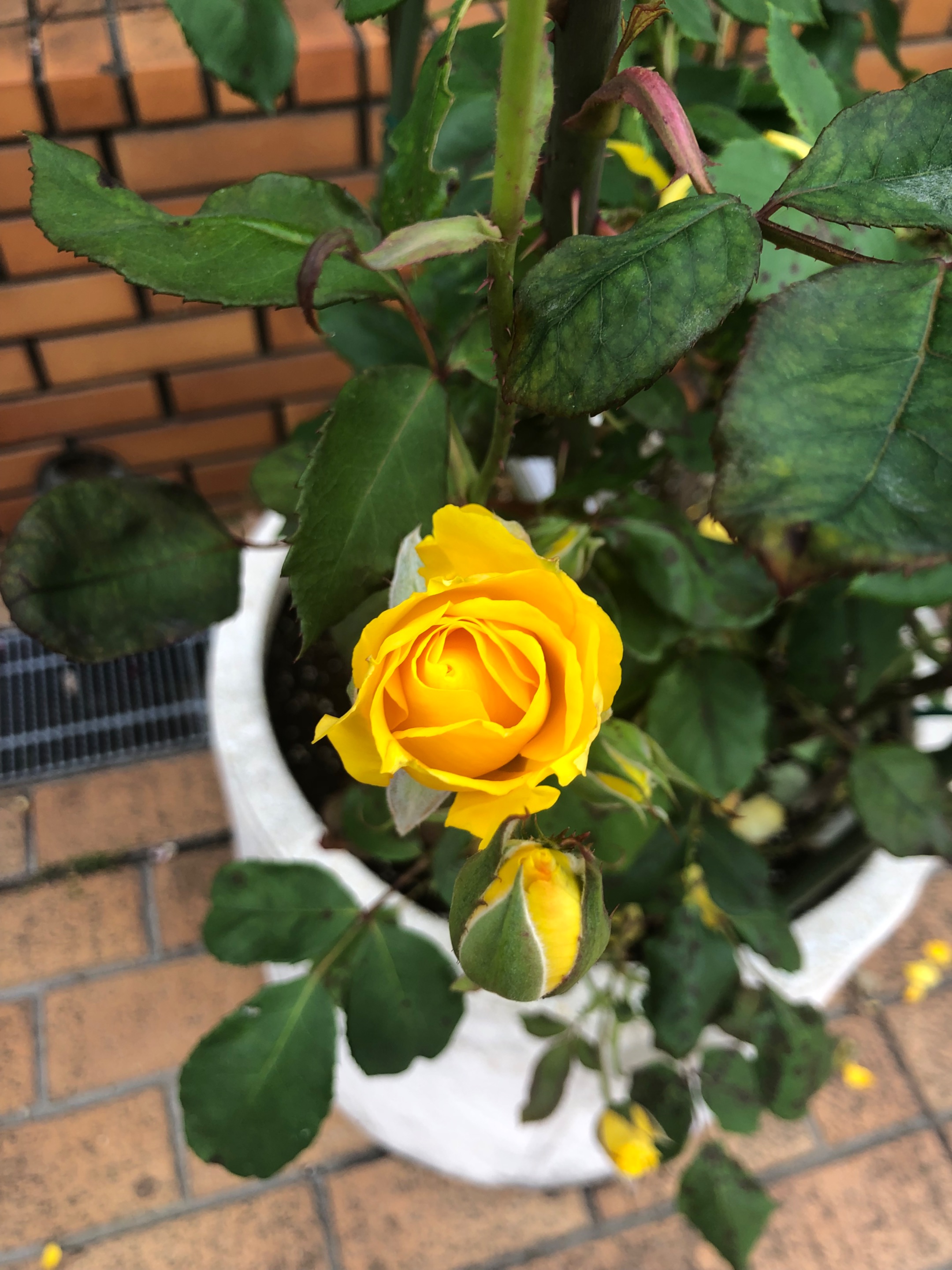 44FC7480-C1E3-453B-BC44-94D4B2FAD6D2.jpeg