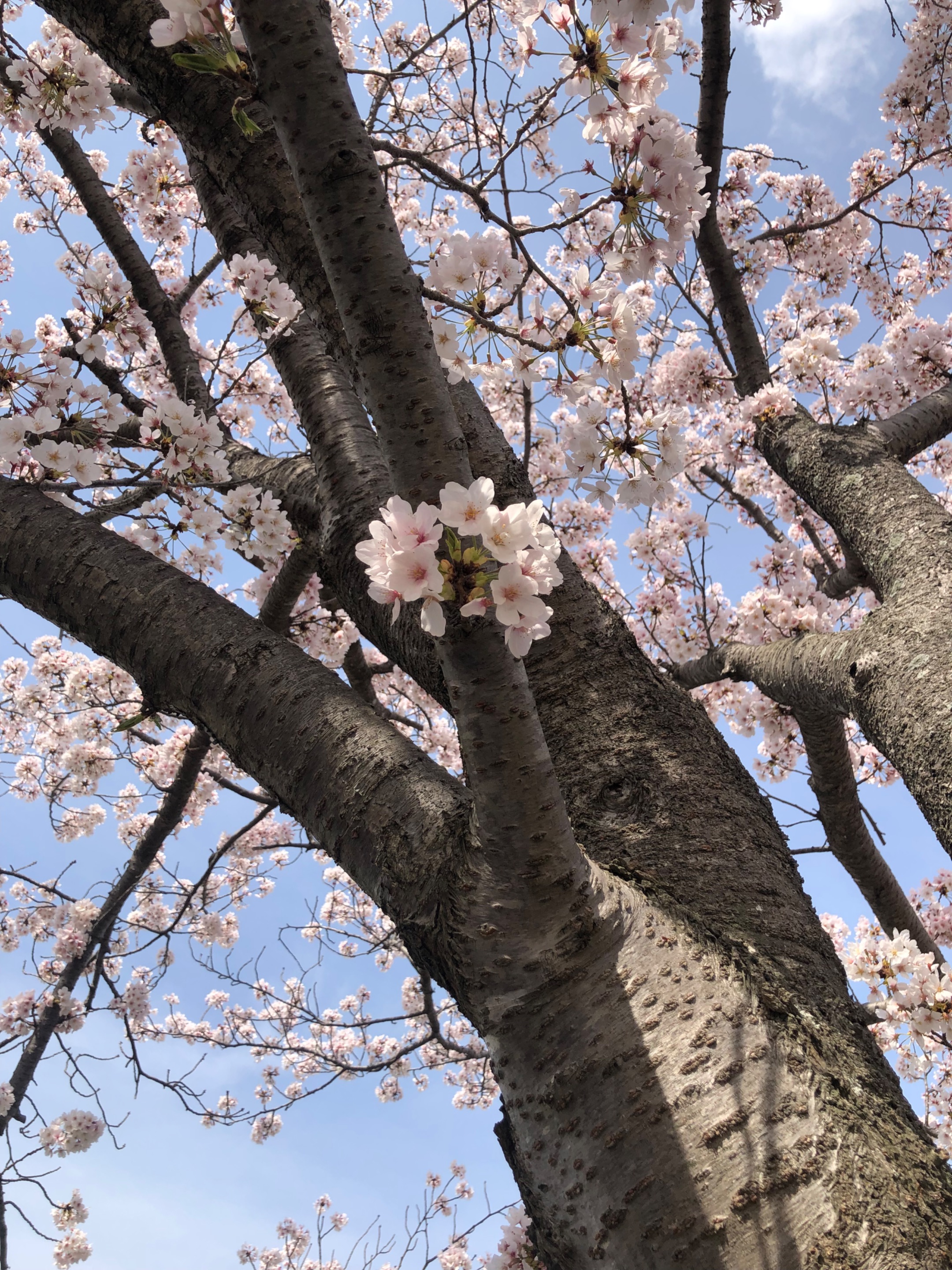 C6755E1E-0A8C-4819-82E9-1E841169C02C.jpeg