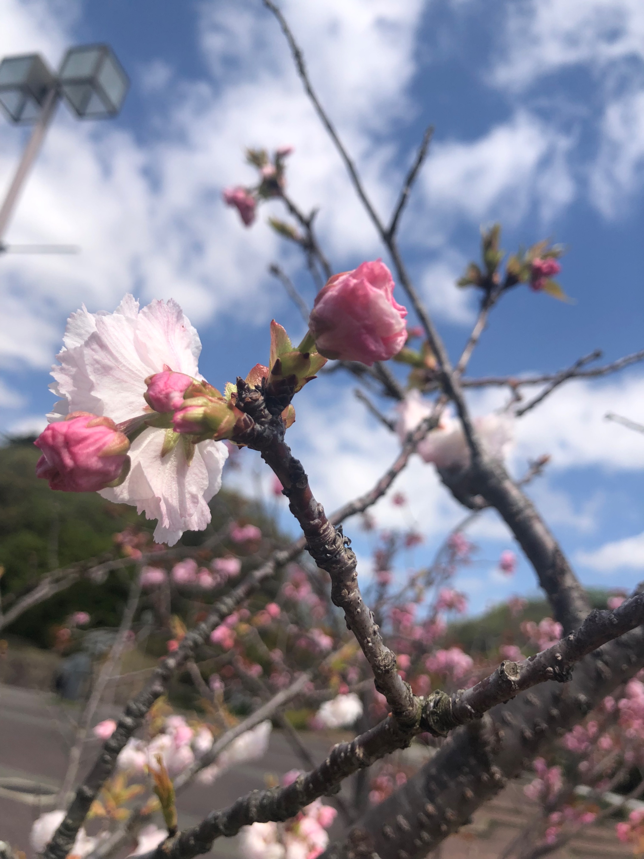 368B7079-BC1F-489F-A20B-F853FF6257AD.jpeg