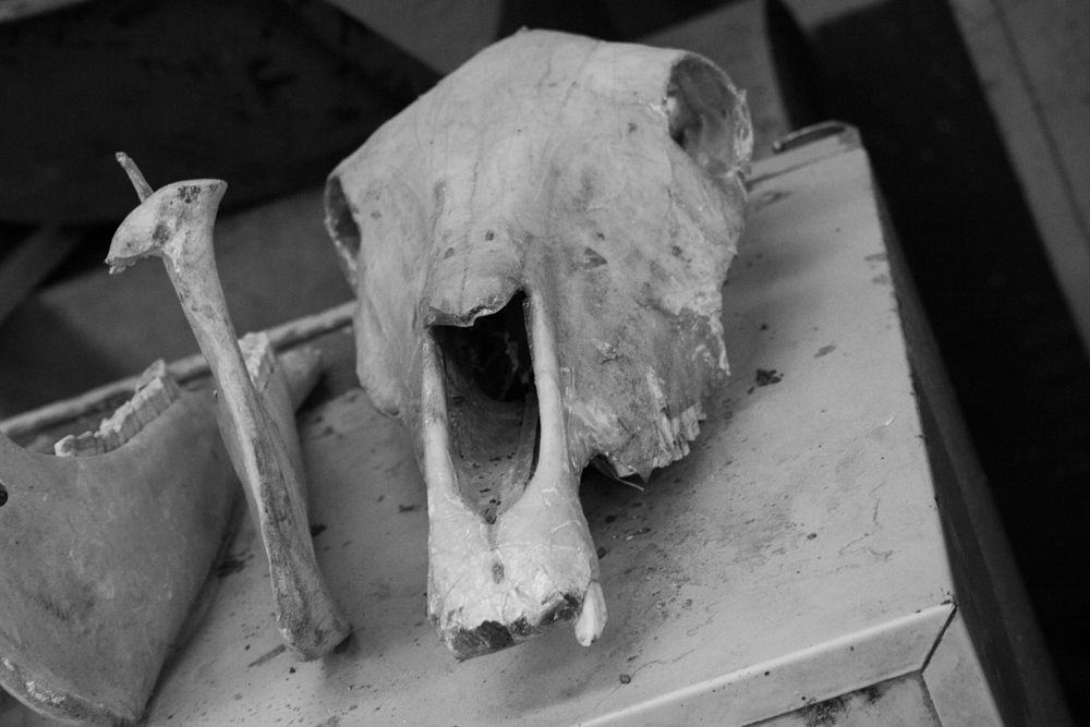 _MG_0529.jpg