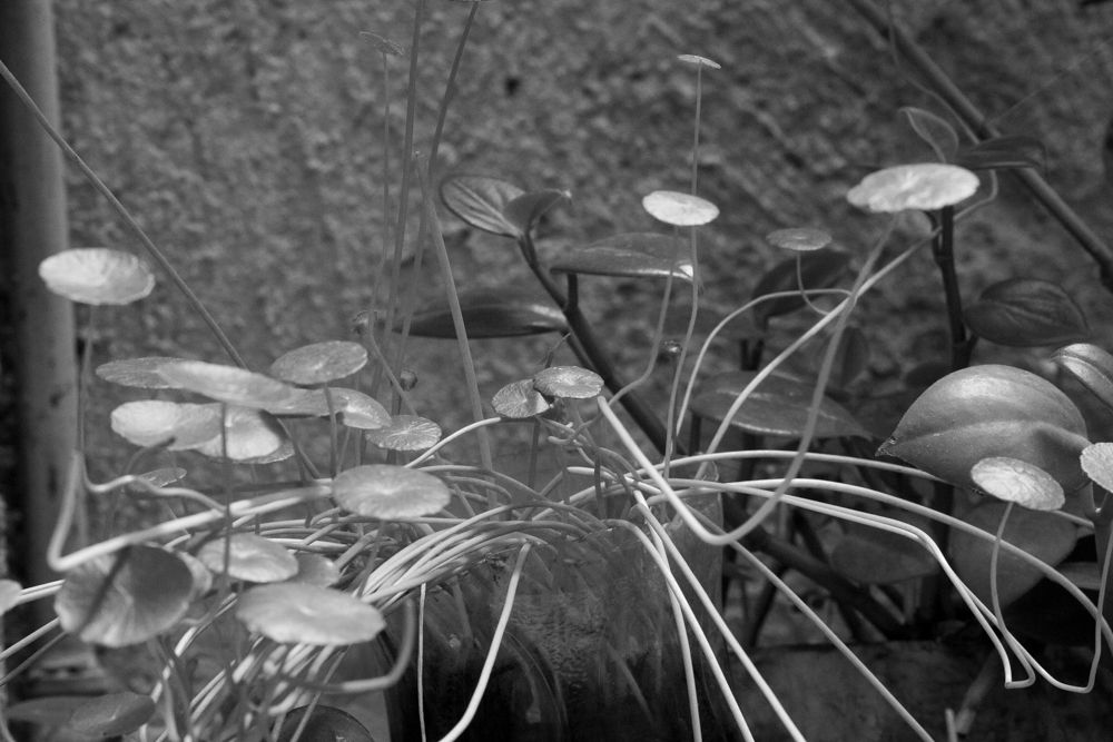 _MG_0539.jpg